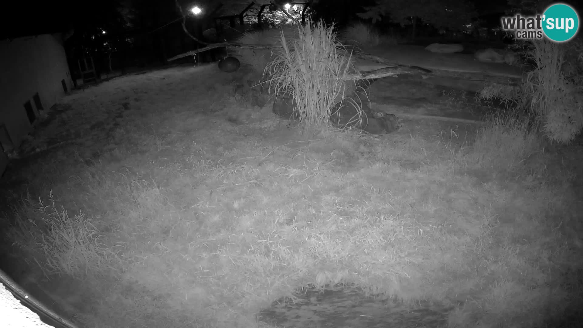 LEON Webcam en vivo en Ljubljana Zoo – Eslovenia