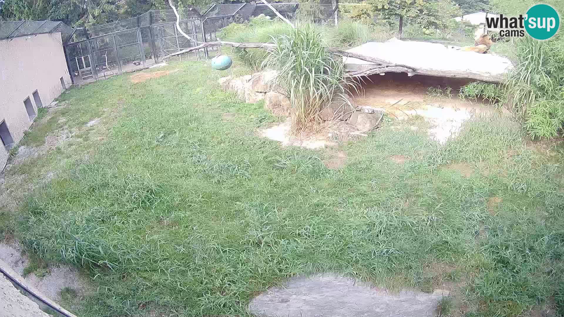 LION live Webcam in Ljubljana Zoo – Slovenia