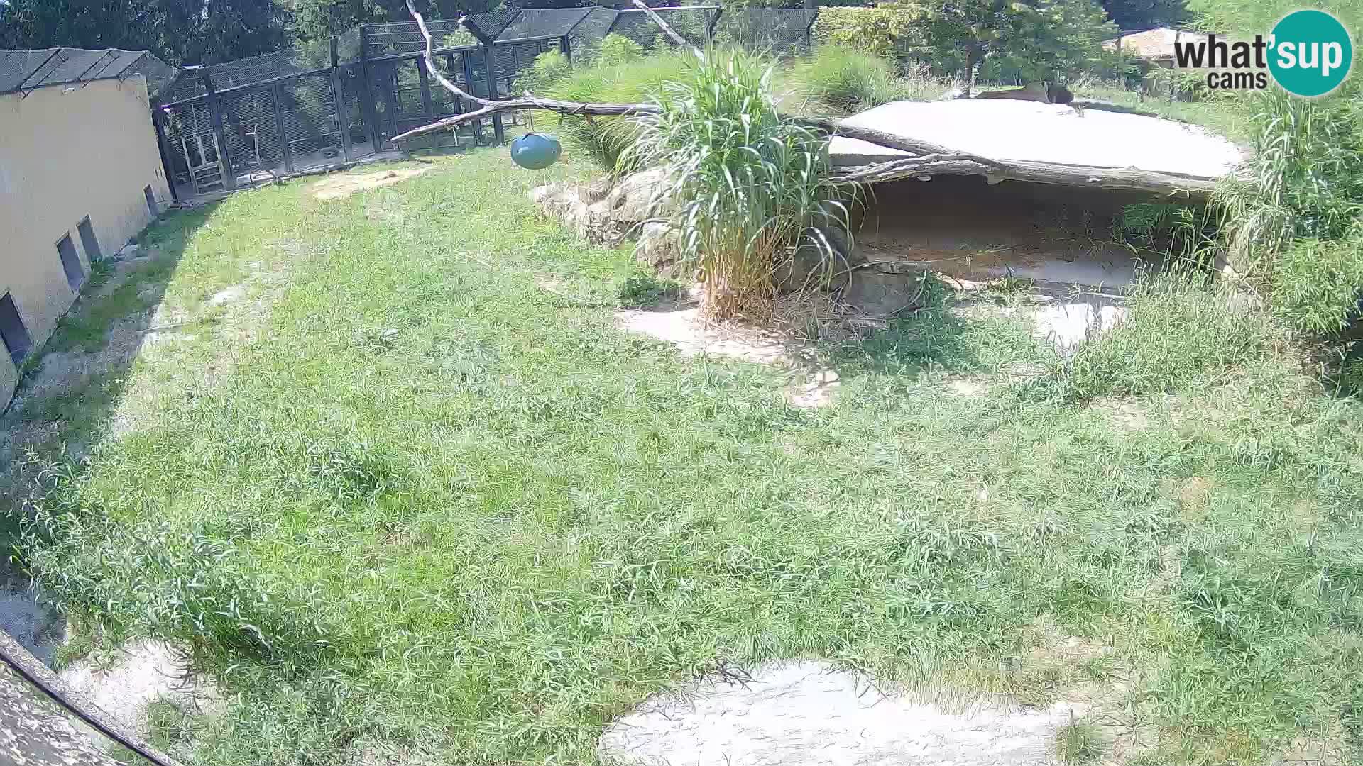 LEON Webcam en vivo en Ljubljana Zoo – Eslovenia