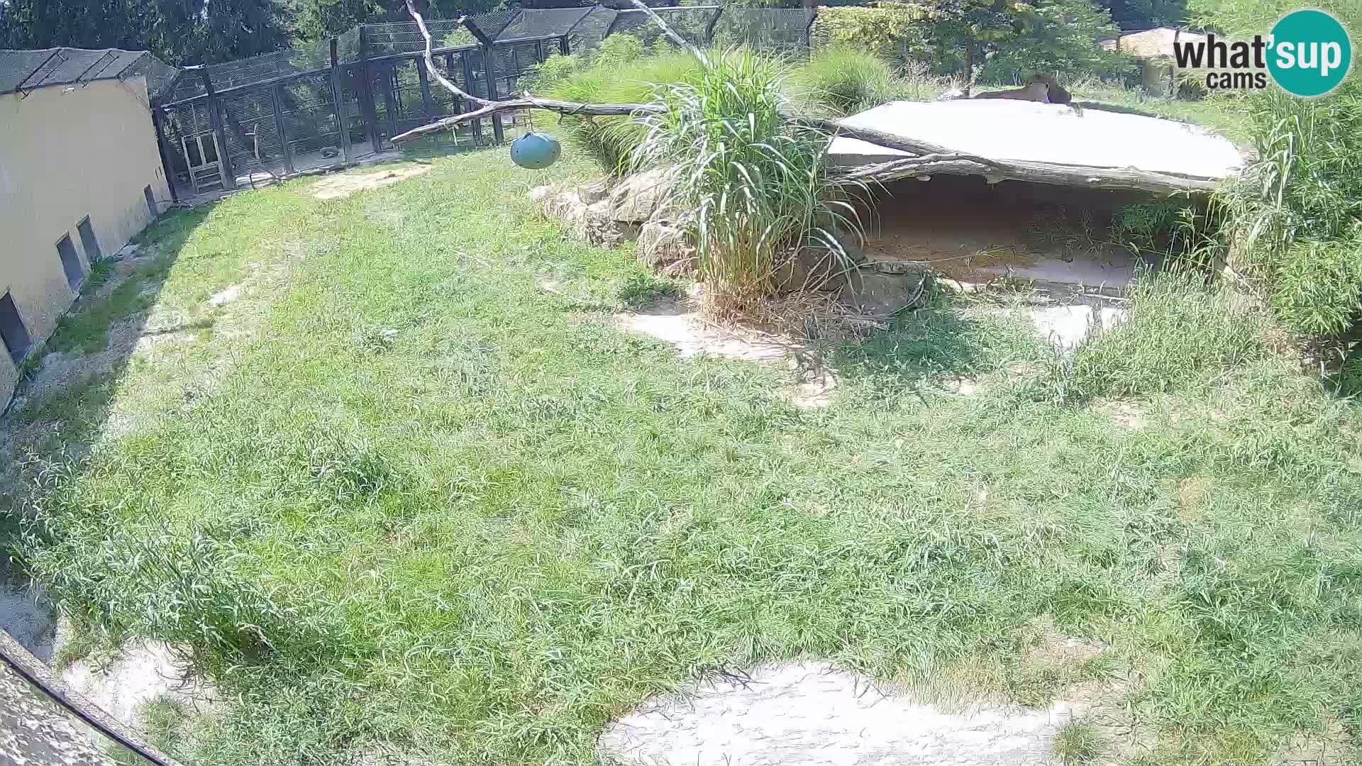 LEONE live Webcam nello zoo di Lubiana – Slovenia