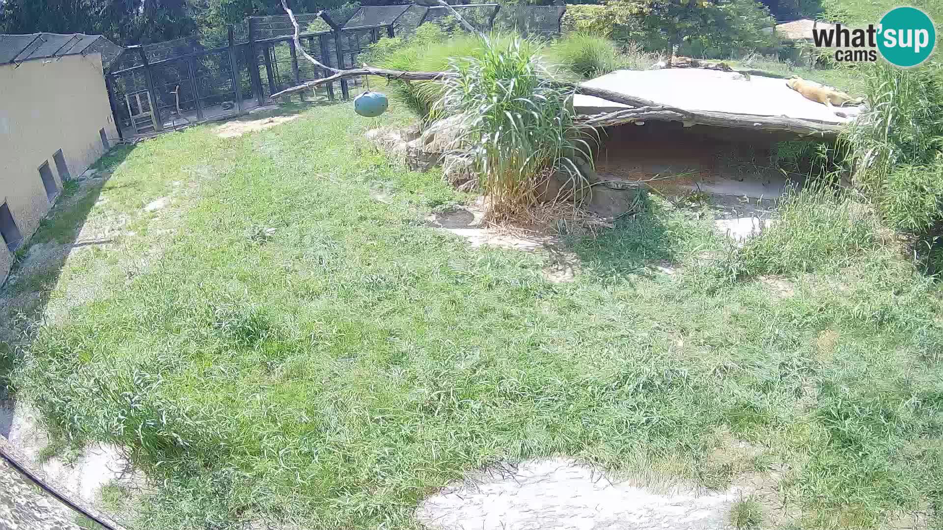 Lavovi web kamera uživo u ljubljanskom zoološkom vrtu – Slovenija