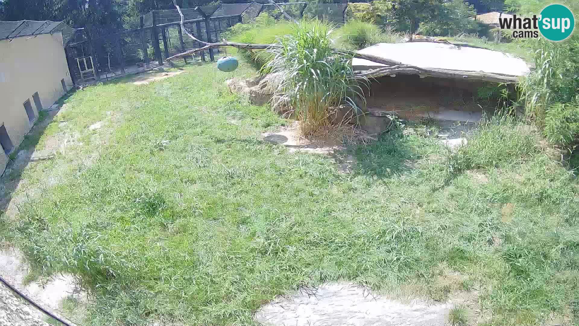 LEONE live Webcam nello zoo di Lubiana – Slovenia