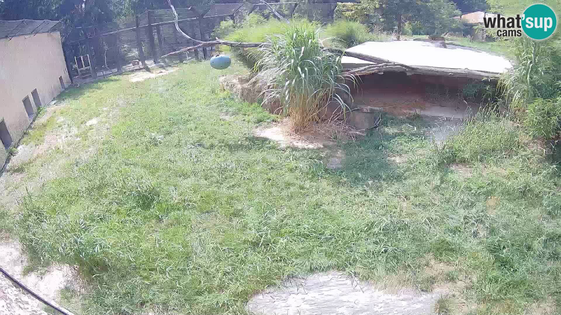 LION webcam en direct du zoo de Ljubljana – Slovénie
