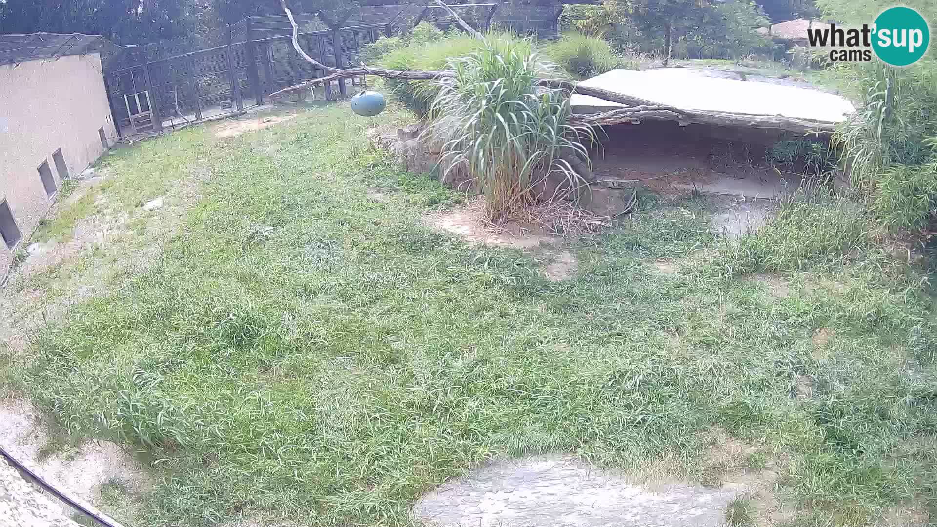 LEONE live Webcam nello zoo di Lubiana – Slovenia
