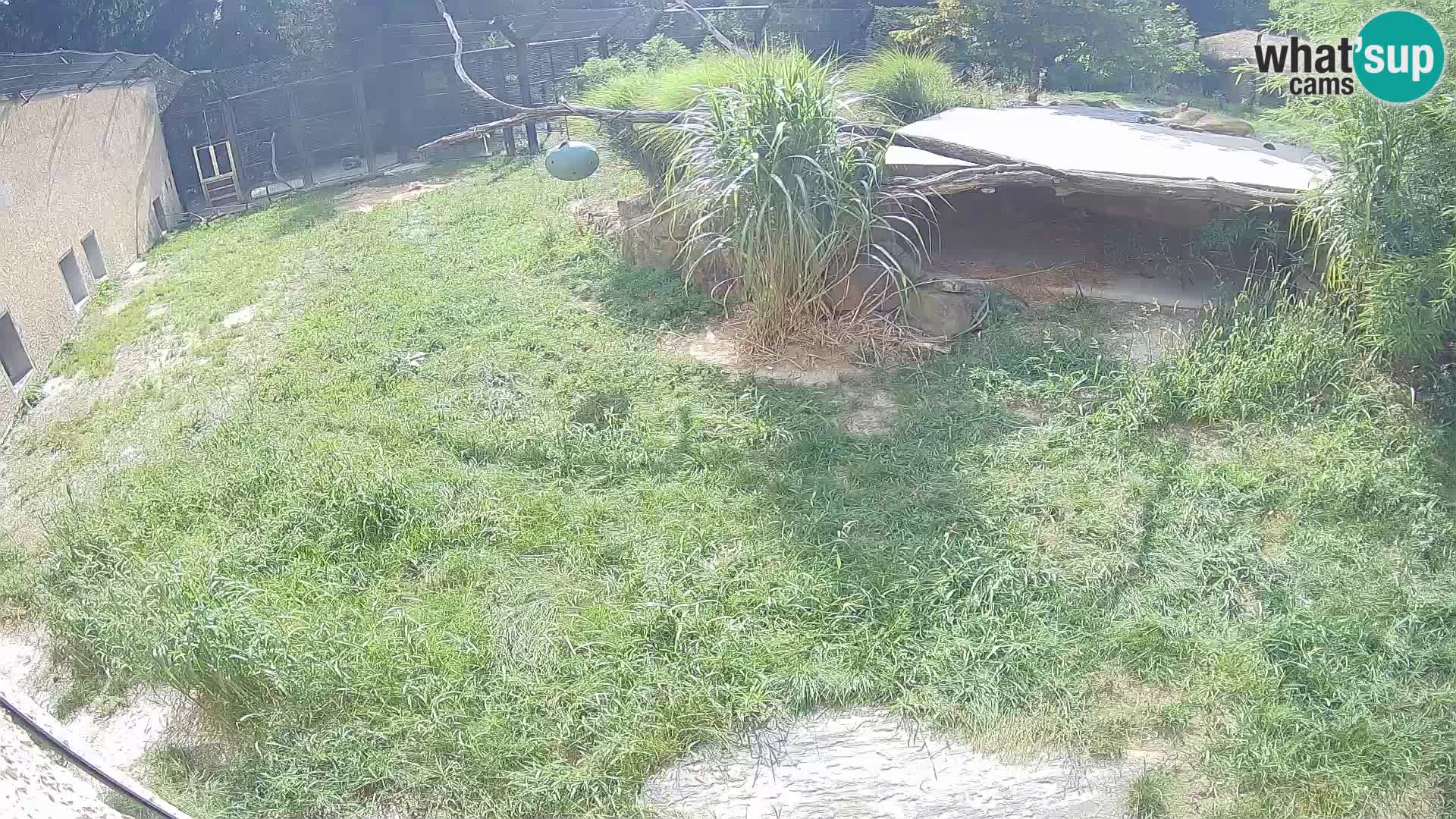 Lavovi web kamera uživo u ljubljanskom zoološkom vrtu – Slovenija
