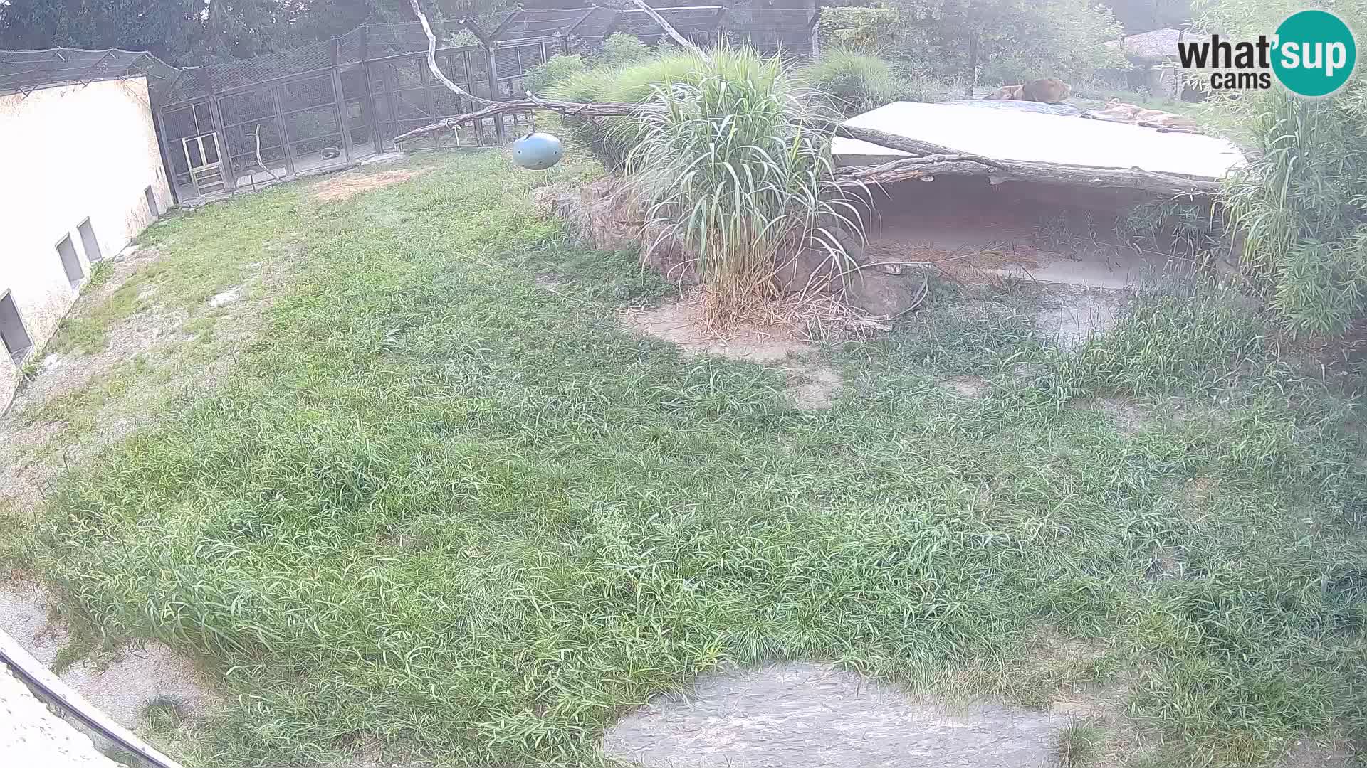Löwe live Webcam im Zoo von Ljubljana – Slowenien