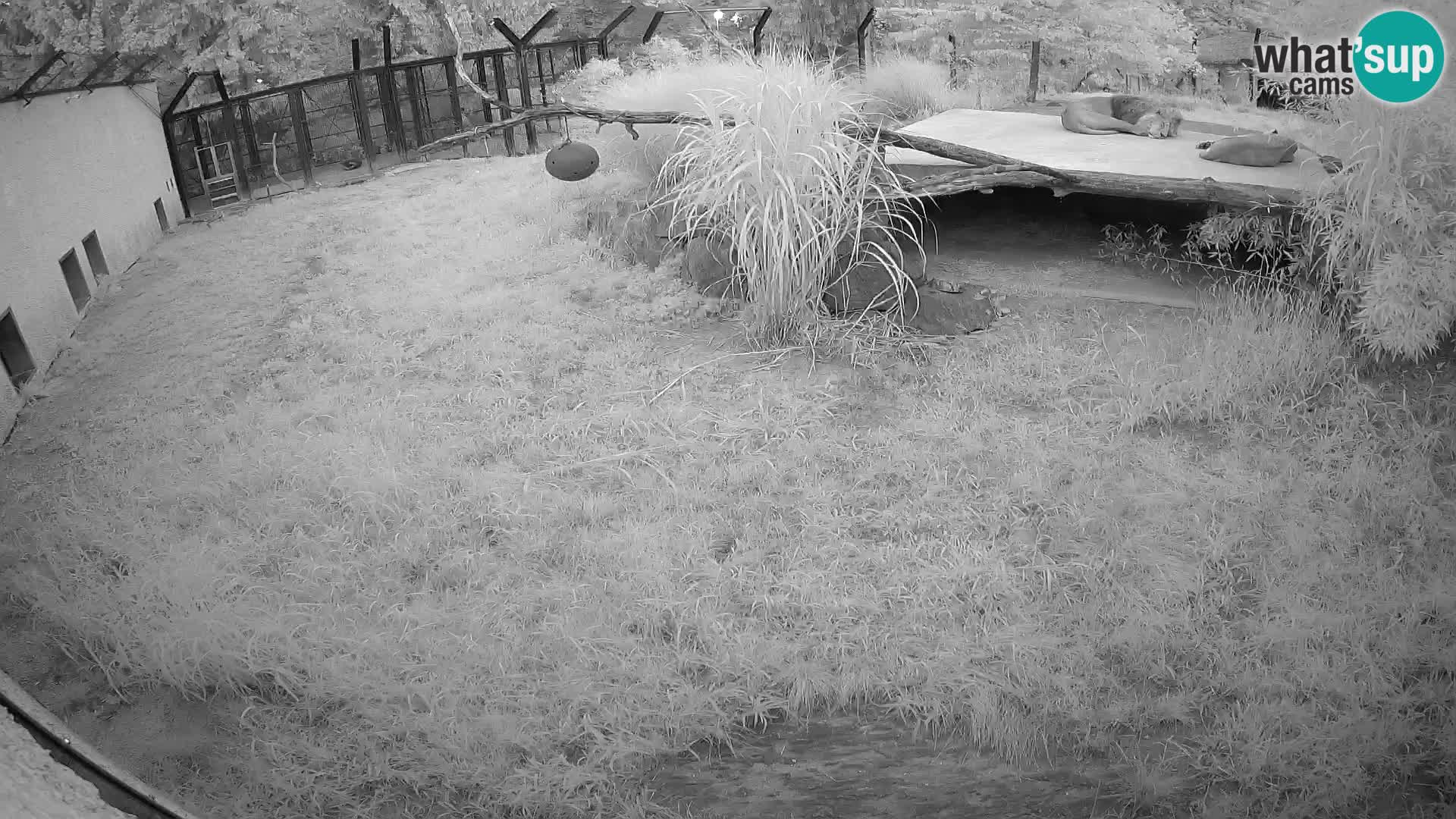 LEON Webcam en vivo en Ljubljana Zoo – Eslovenia