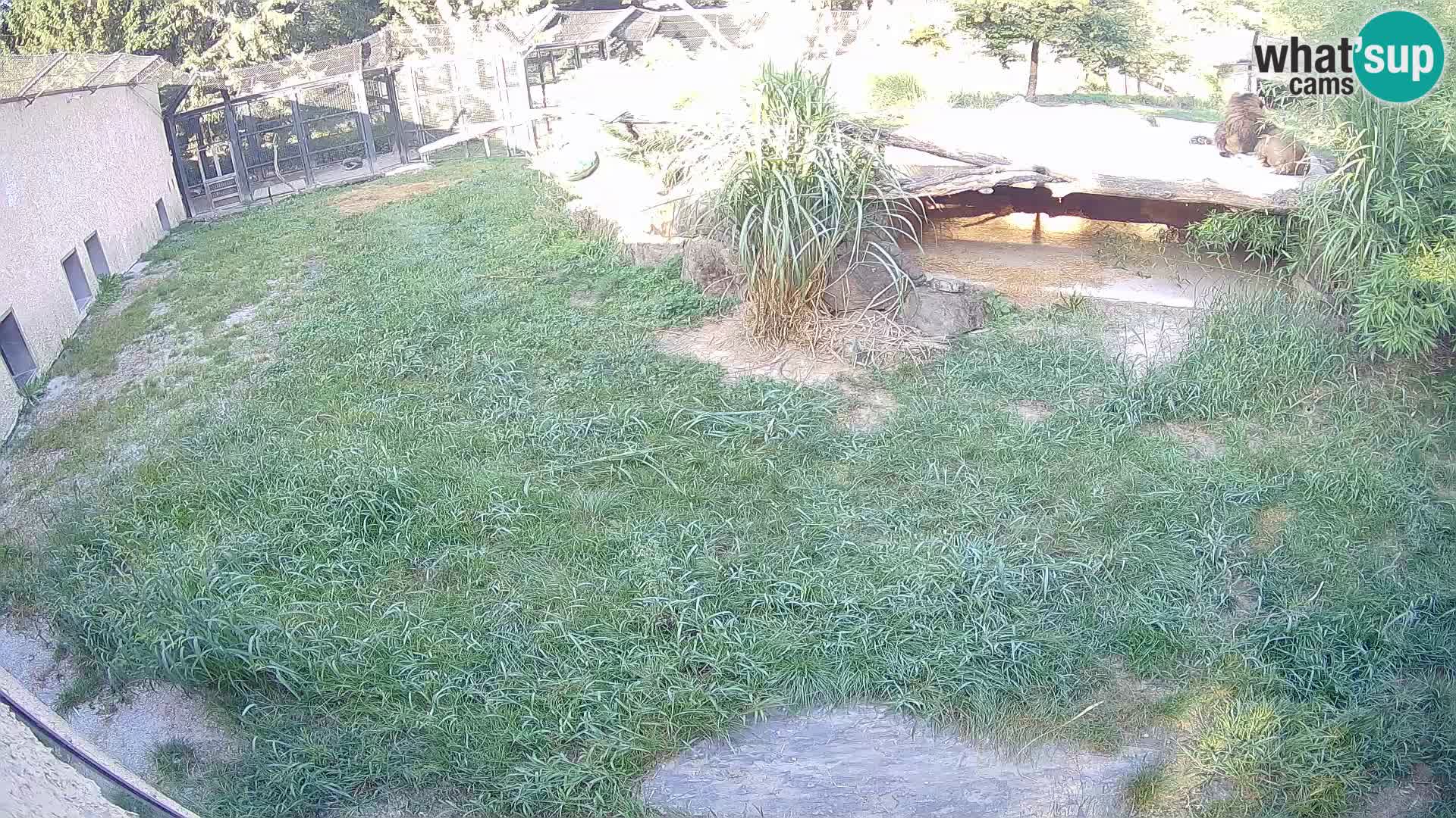 LION webcam en direct du zoo de Ljubljana – Slovénie