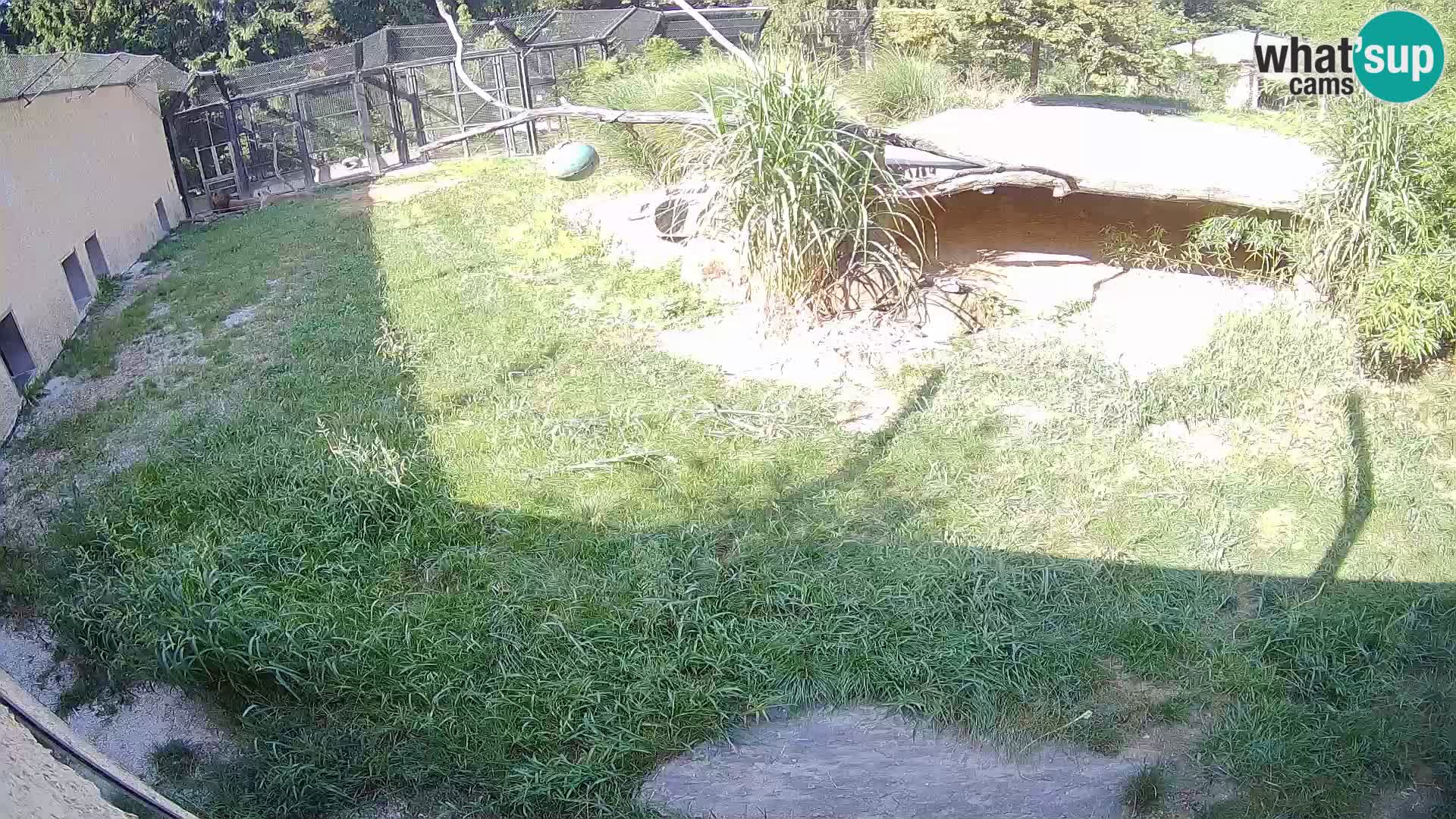 LION webcam en direct du zoo de Ljubljana – Slovénie