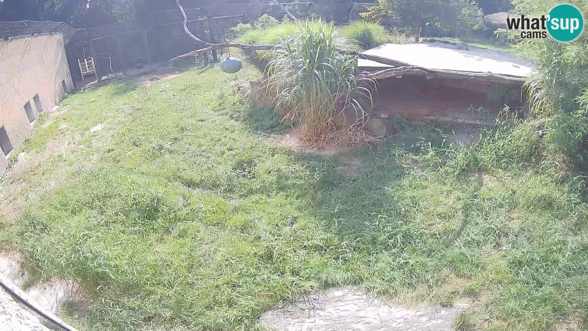 LION live Webcam in Ljubljana Zoo – Slovenia