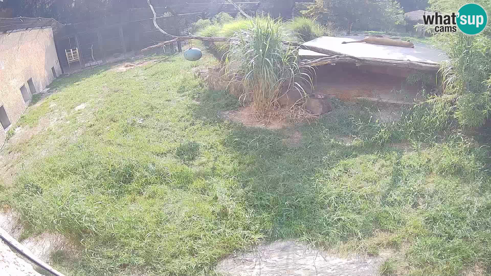 LION live Webcam in Ljubljana Zoo – Slovenia