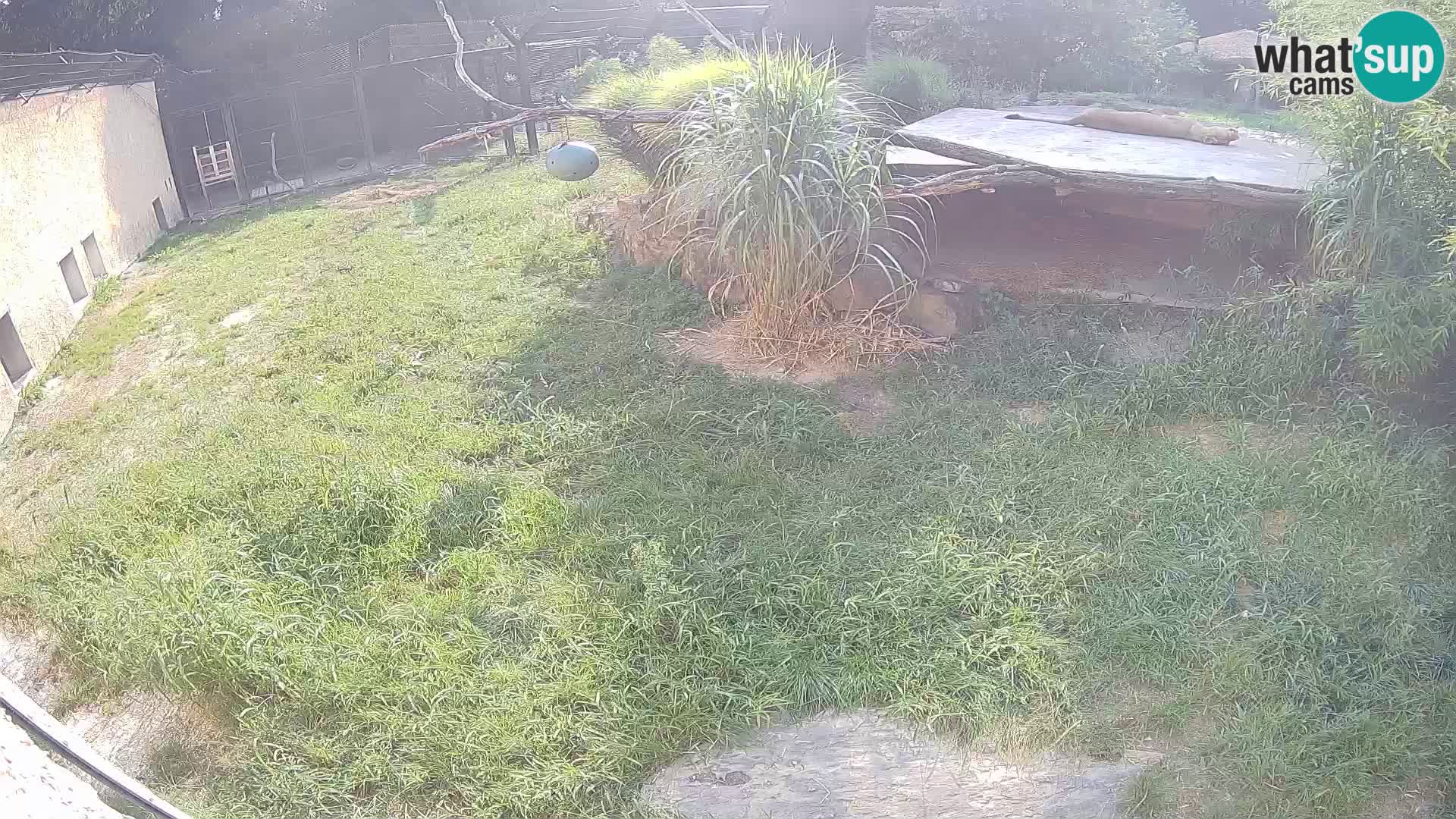 LION live Webcam in Ljubljana Zoo – Slovenia