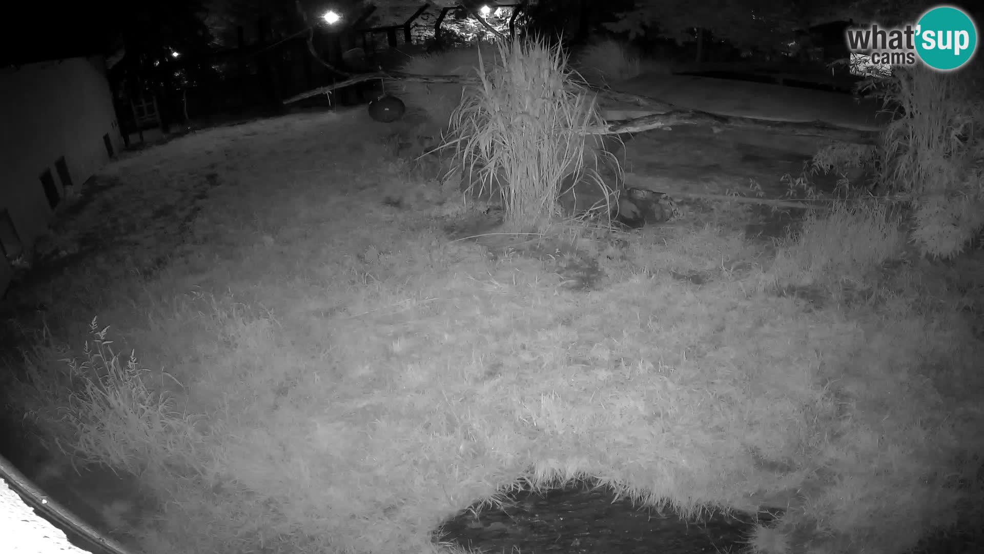LION live Webcam in Ljubljana Zoo – Slovenia