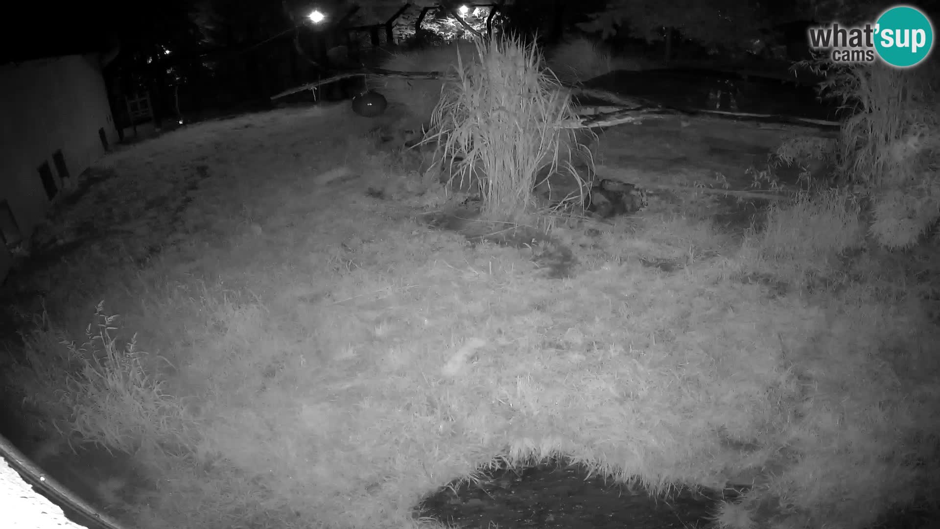 LEON Webcam en vivo en Ljubljana Zoo – Eslovenia