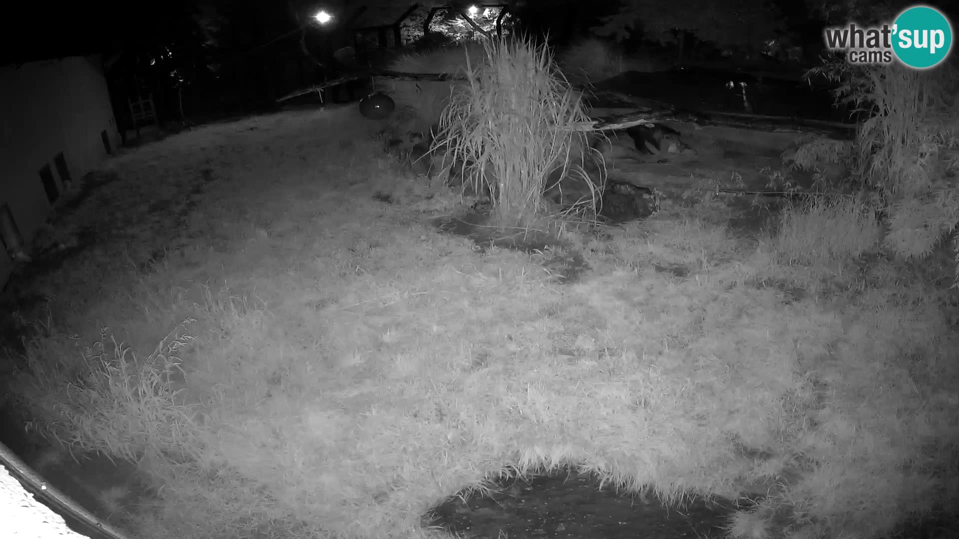 LION live Webcam in Ljubljana Zoo – Slovenia