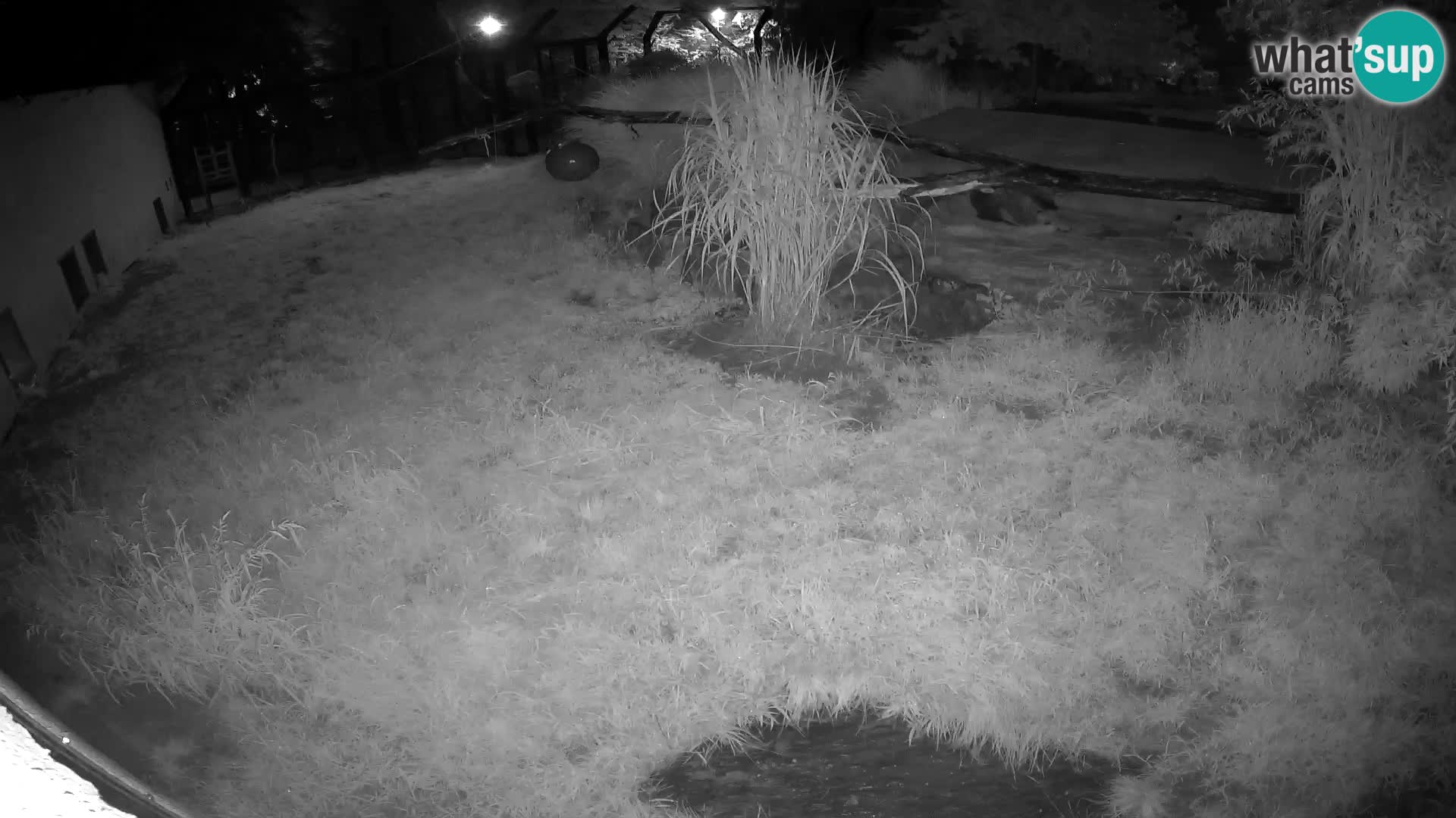 Löwe live Webcam im Zoo von Ljubljana – Slowenien