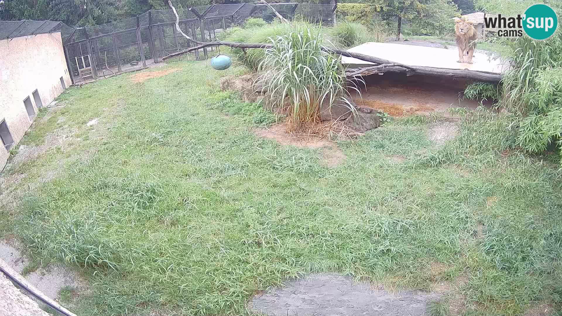 Löwe live Webcam im Zoo von Ljubljana – Slowenien