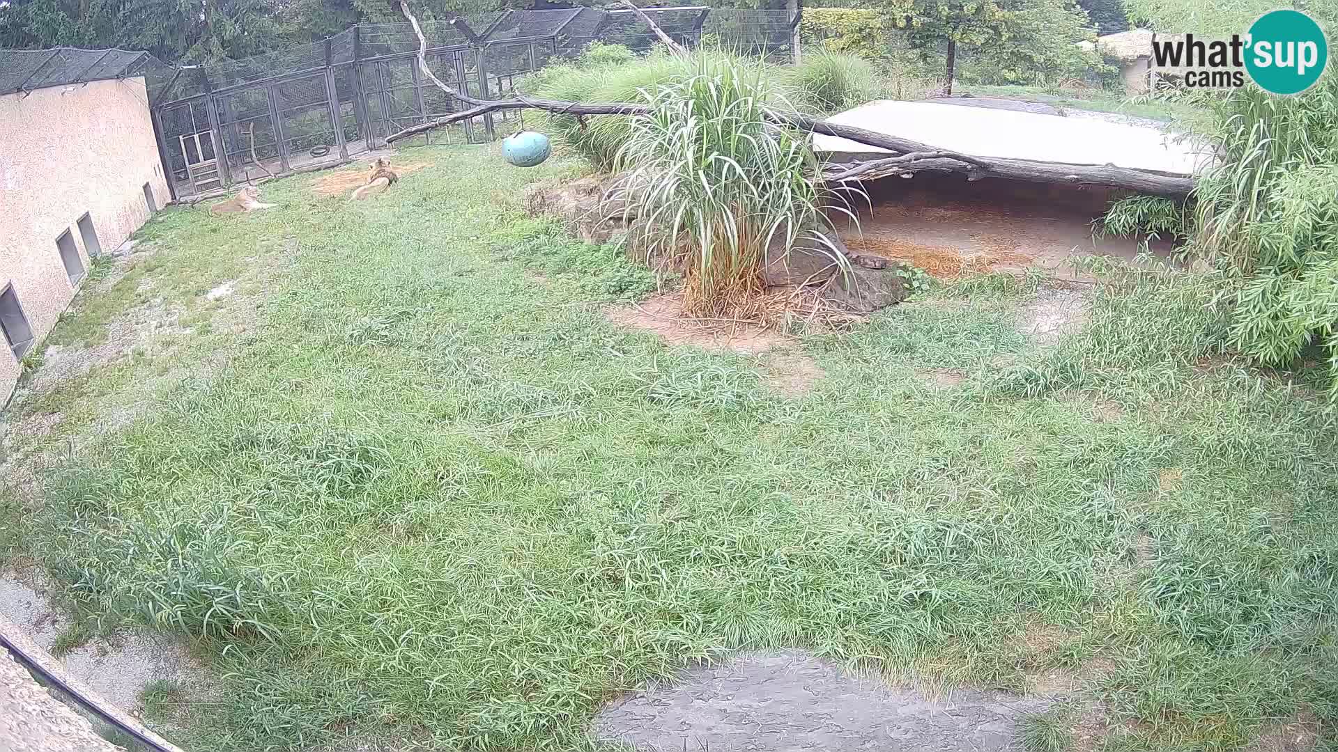 LION webcam en direct du zoo de Ljubljana – Slovénie