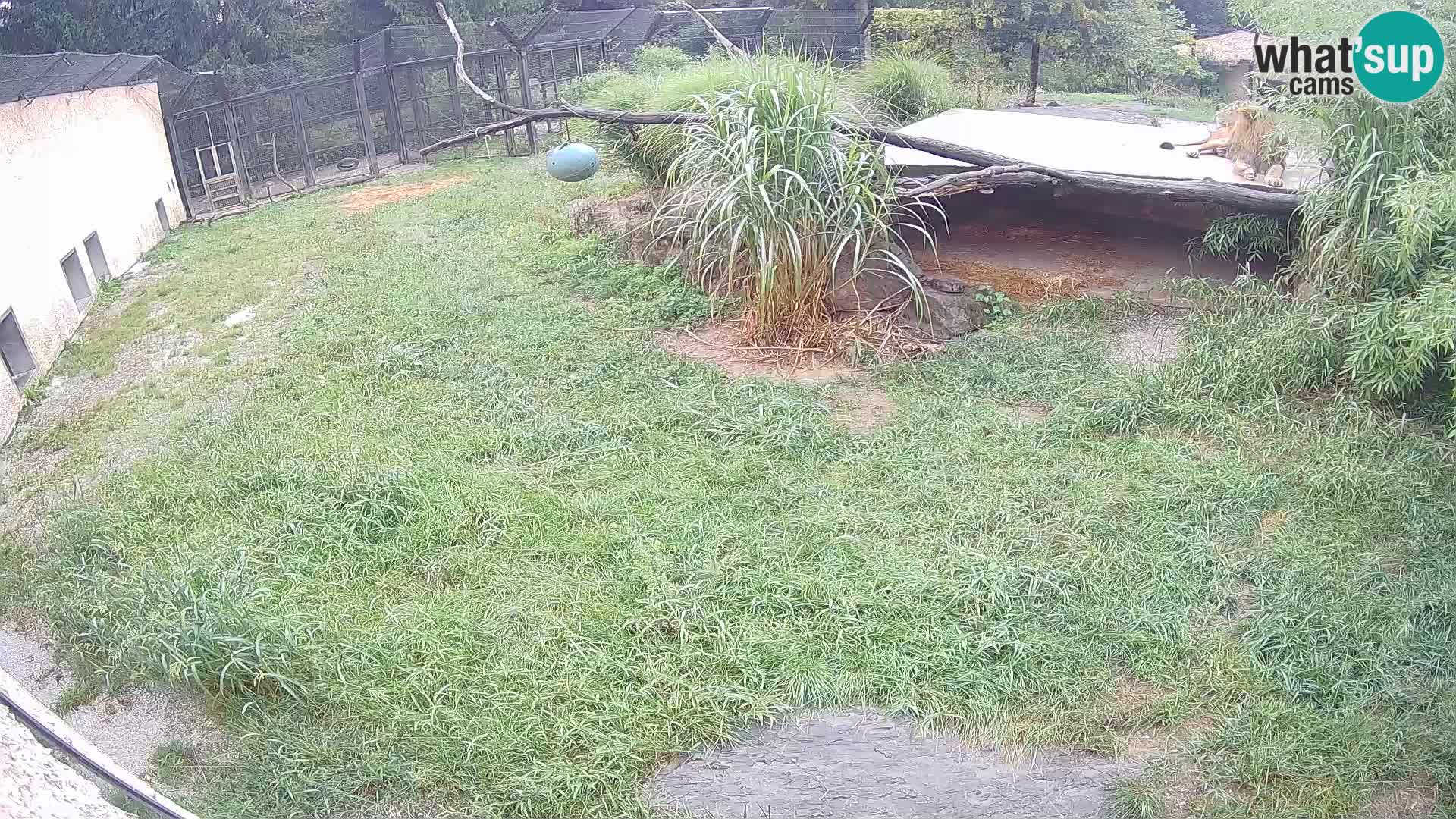 Lavovi web kamera uživo u ljubljanskom zoološkom vrtu – Slovenija