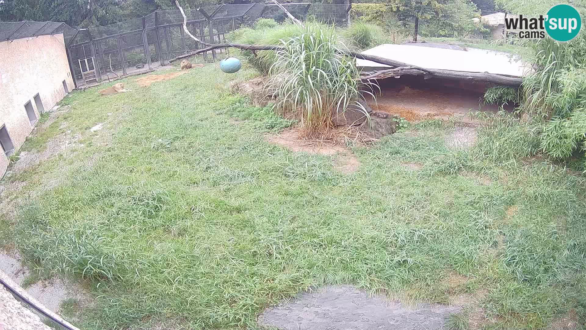 LEONE live Webcam nello zoo di Lubiana – Slovenia