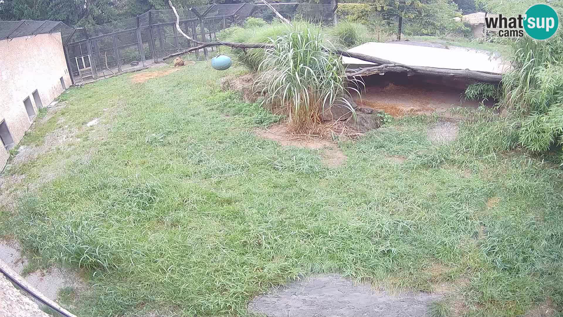 LEVI spletna kamera v živalskem vrtu Ljubljana Zoo