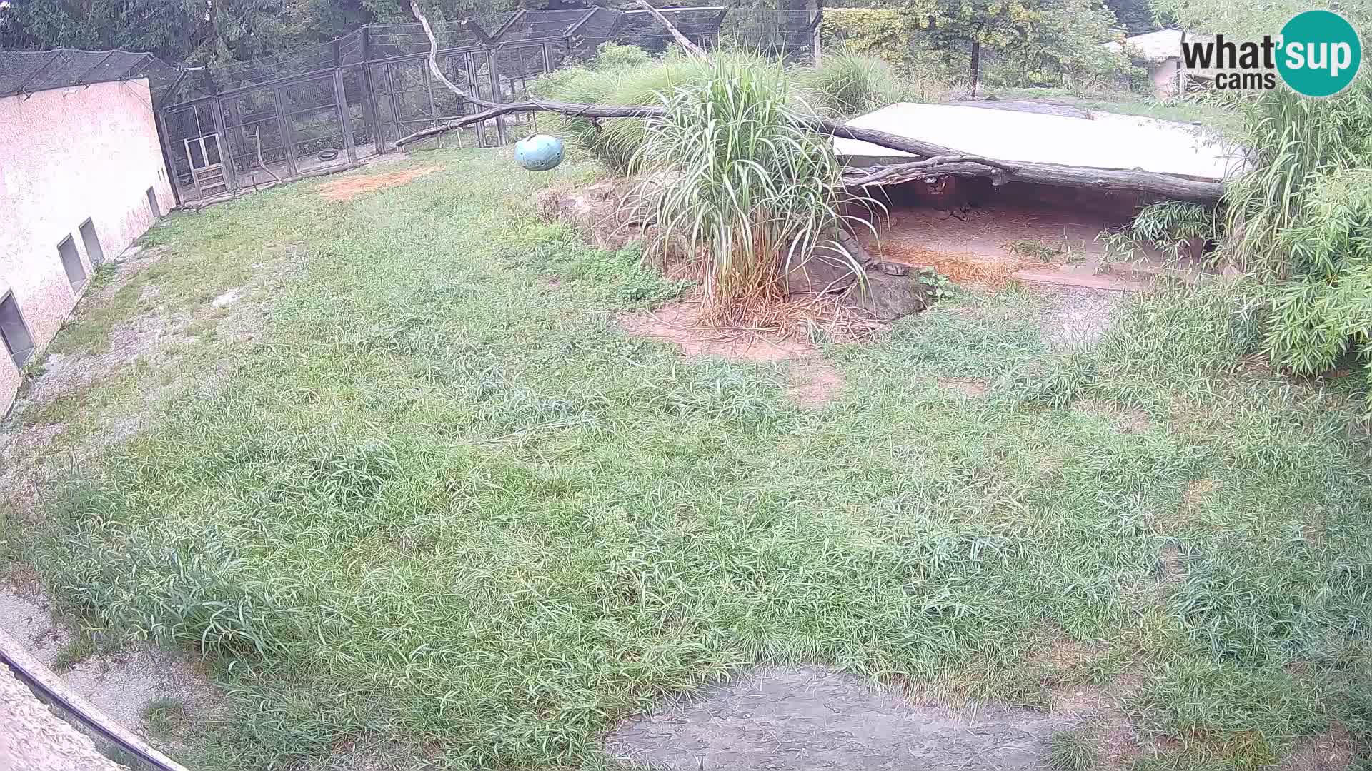 LEON Webcam en vivo en Ljubljana Zoo – Eslovenia