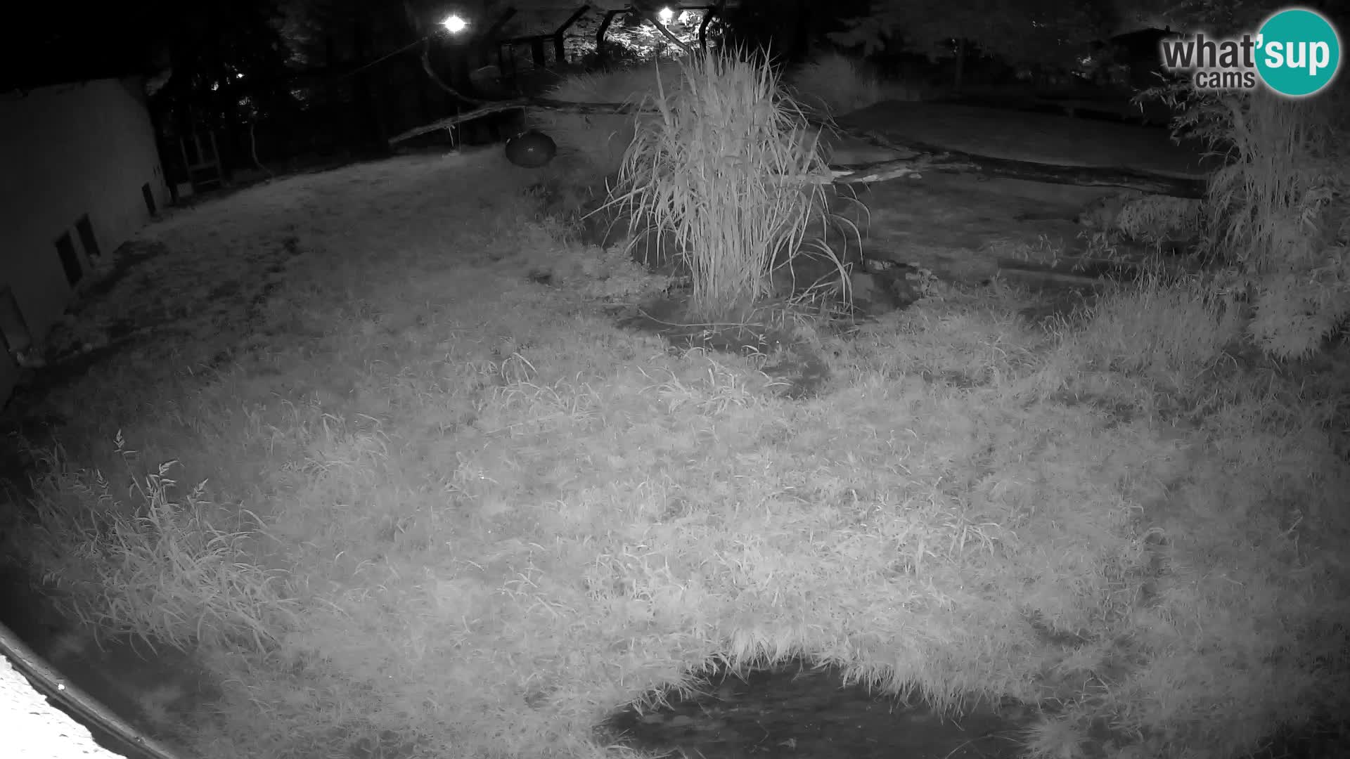 LION live Webcam in Ljubljana Zoo – Slovenia