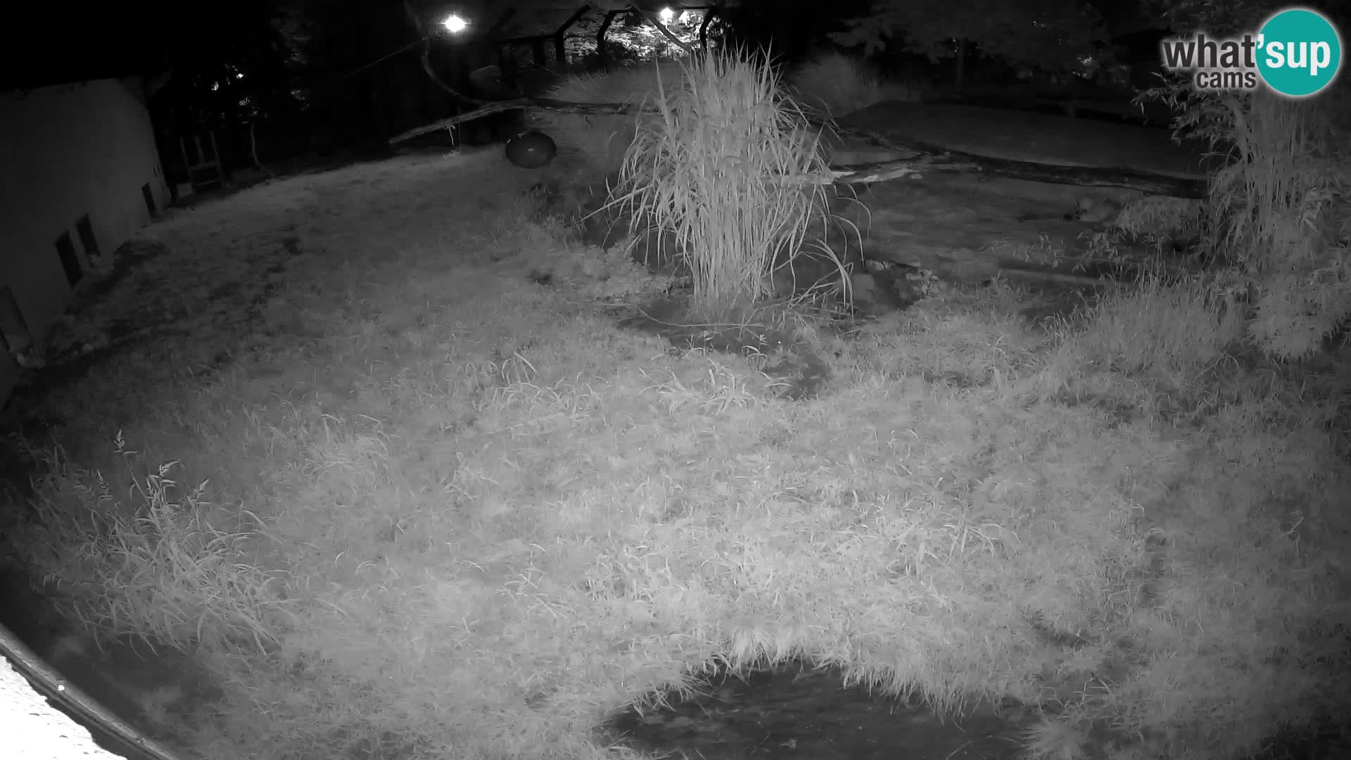 LION live Webcam in Ljubljana Zoo – Slovenia