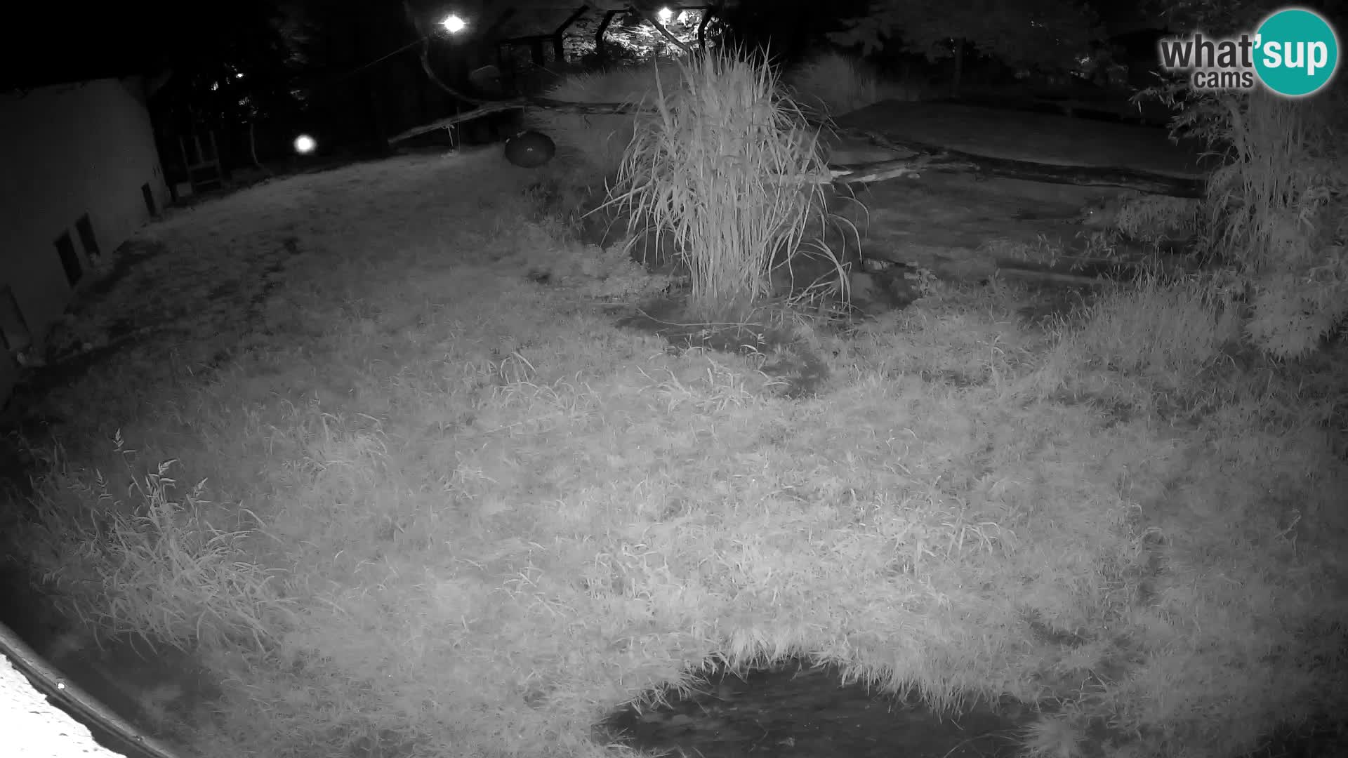 LION live Webcam in Ljubljana Zoo – Slovenia