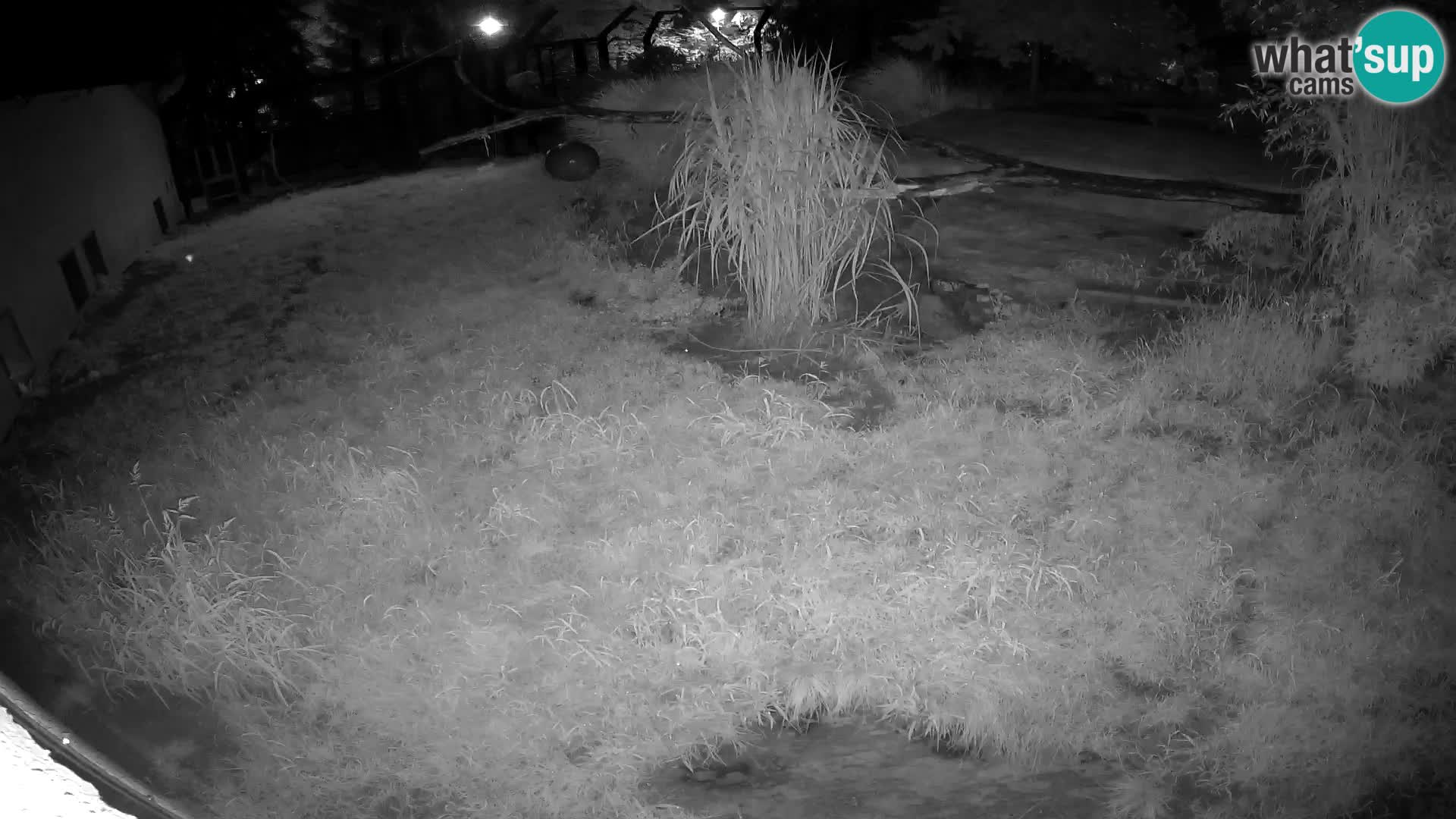 Löwe live Webcam im Zoo von Ljubljana – Slowenien