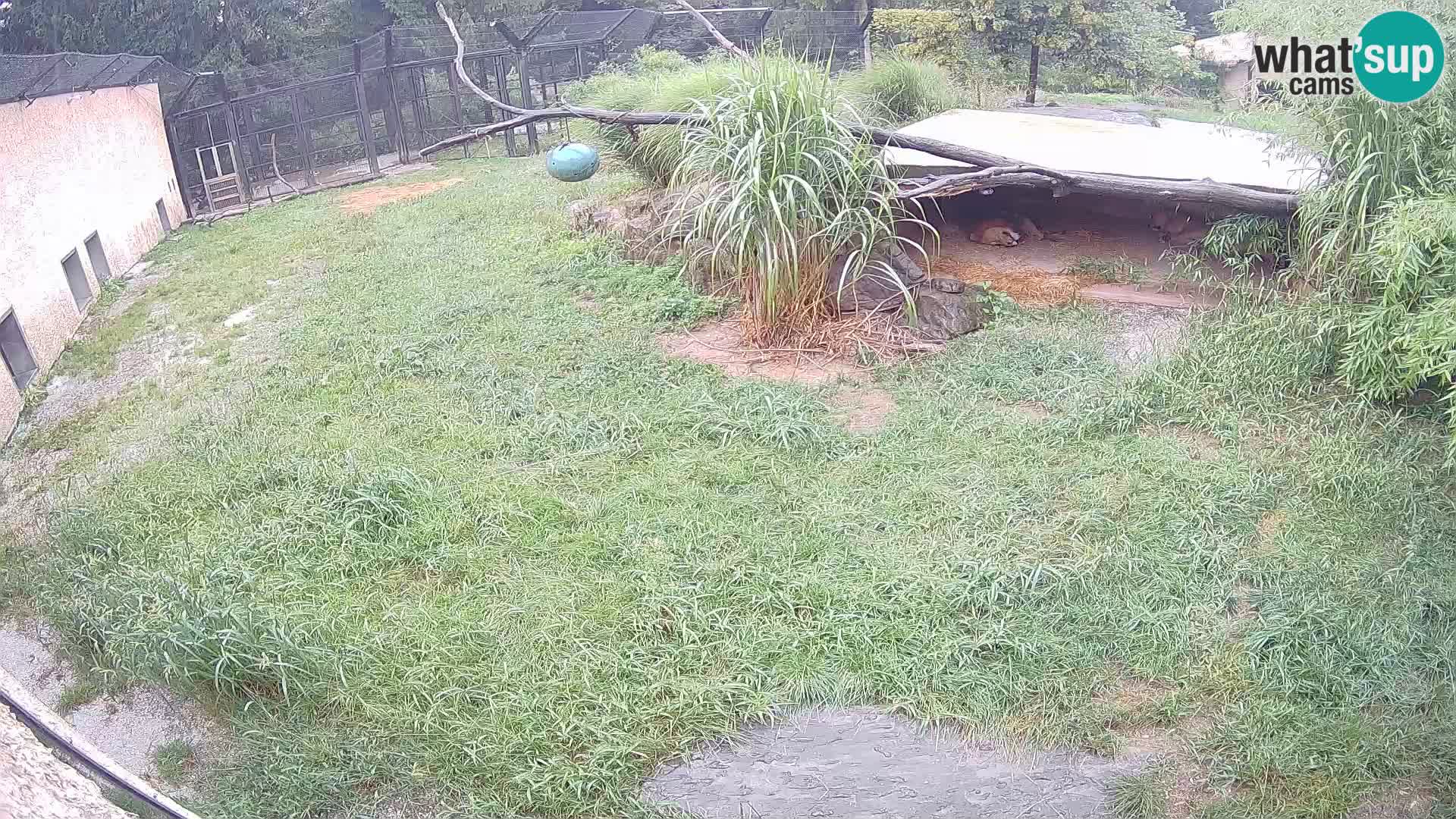 LEVI spletna kamera v živalskem vrtu Ljubljana Zoo
