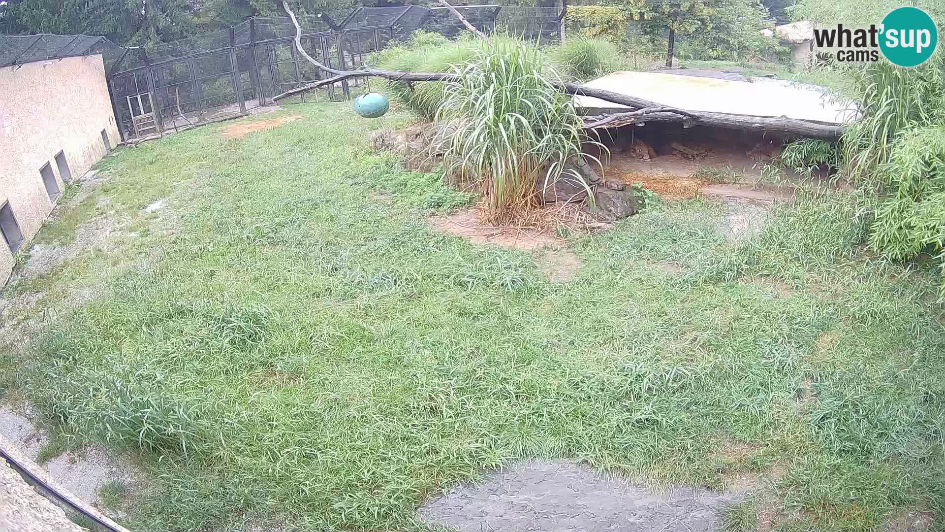 LION webcam en direct du zoo de Ljubljana – Slovénie
