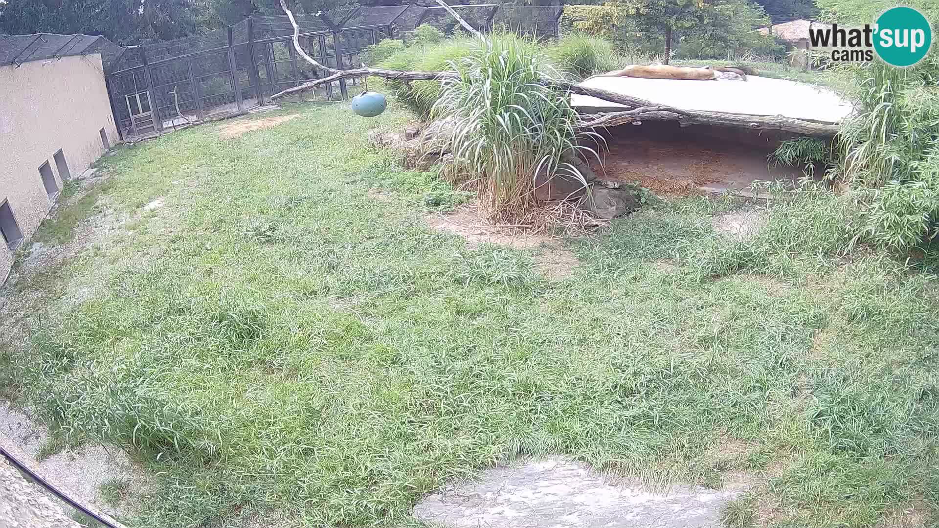 LEVI spletna kamera v živalskem vrtu Ljubljana Zoo