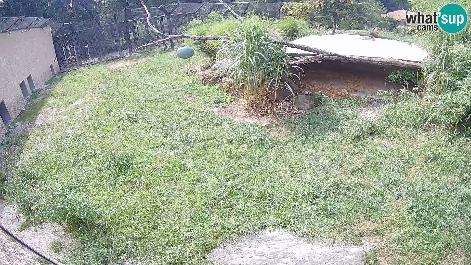 LEVI spletna kamera v živalskem vrtu Ljubljana Zoo