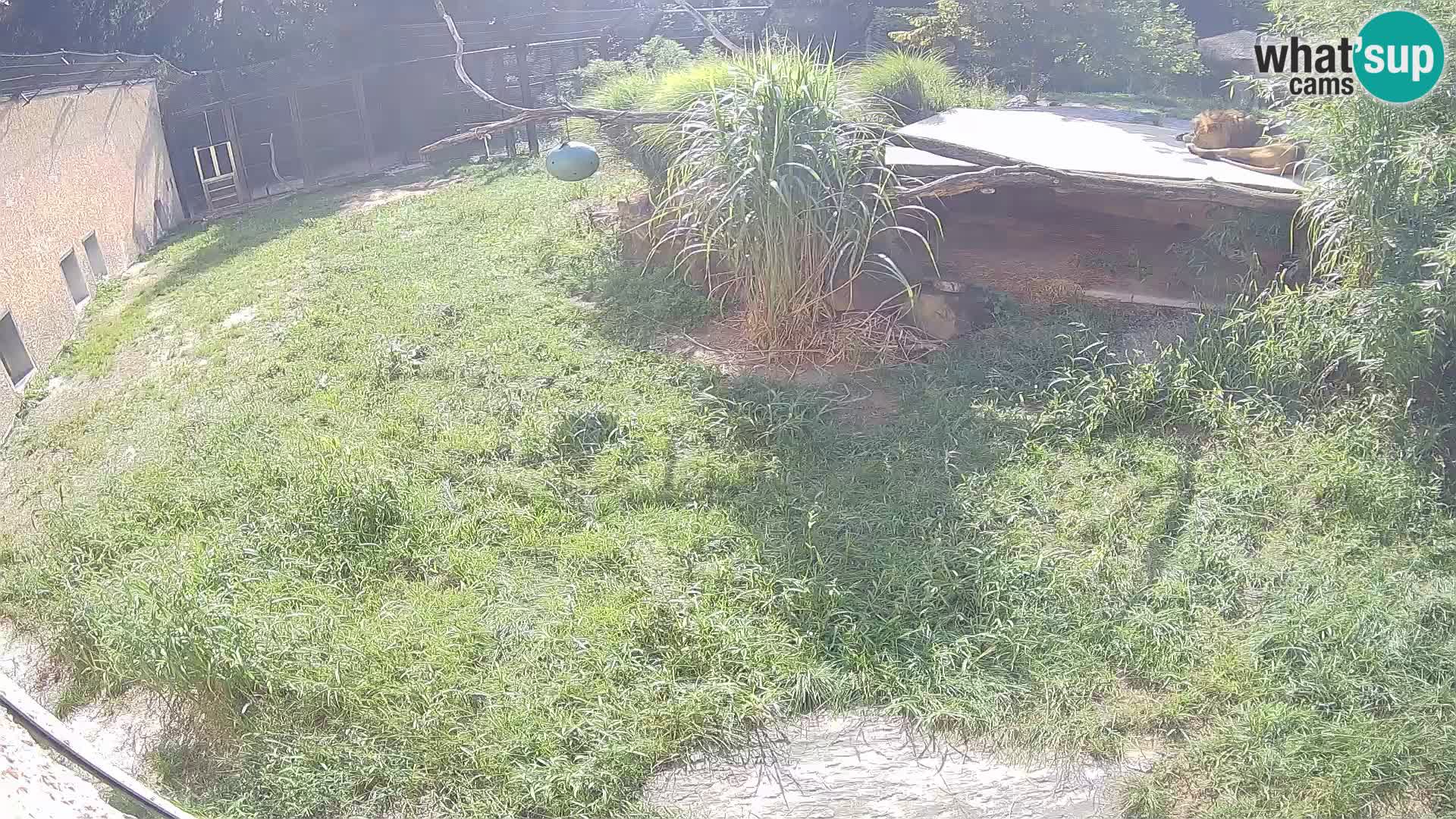LEVI spletna kamera v živalskem vrtu Ljubljana Zoo