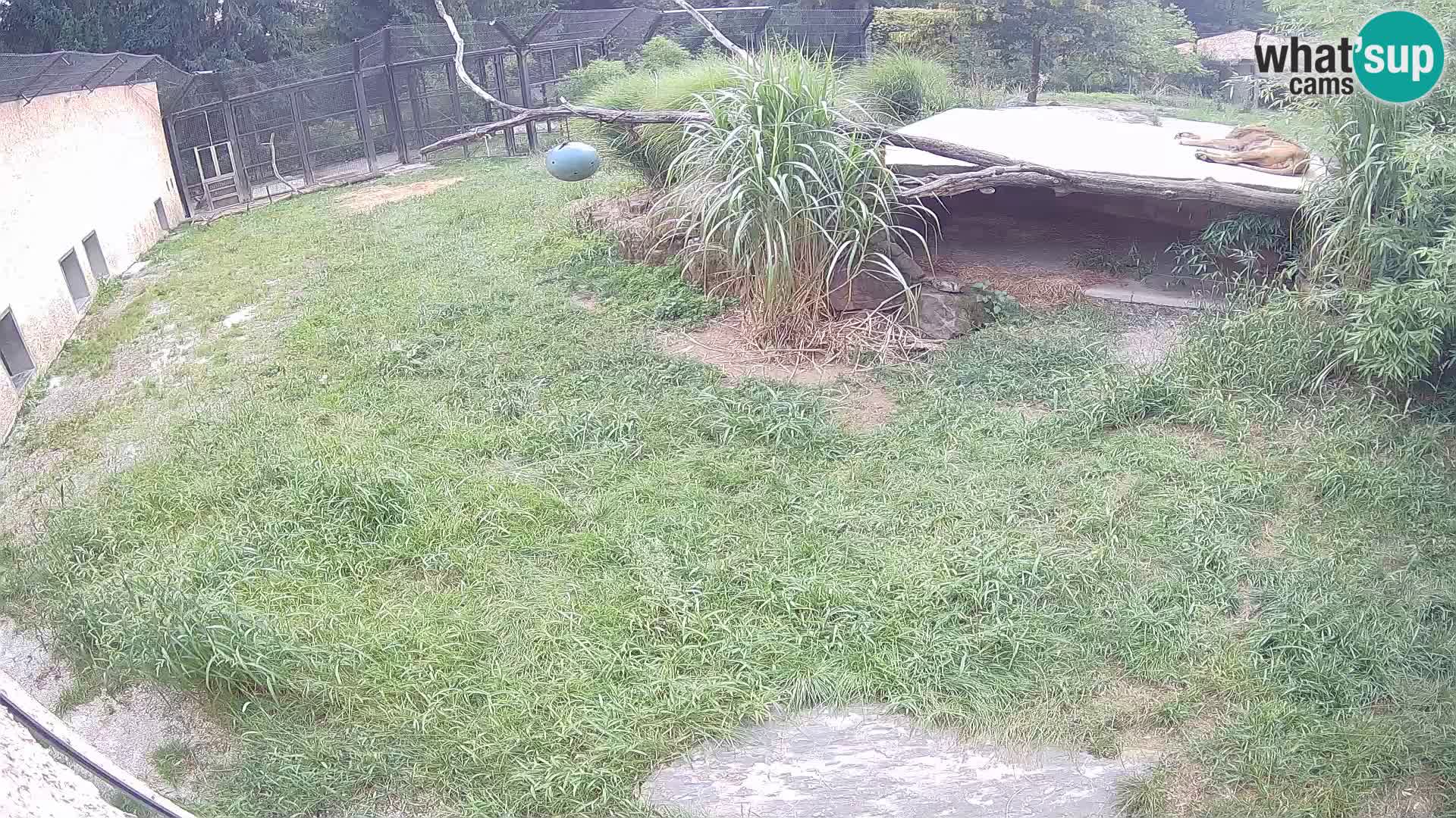 LEVI spletna kamera v živalskem vrtu Ljubljana Zoo