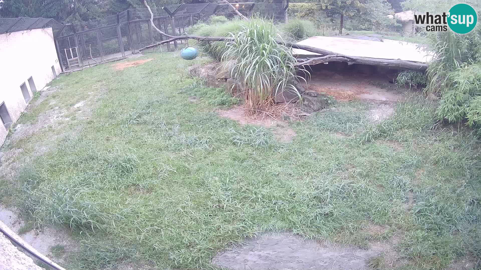 LION live Webcam in Ljubljana Zoo – Slovenia