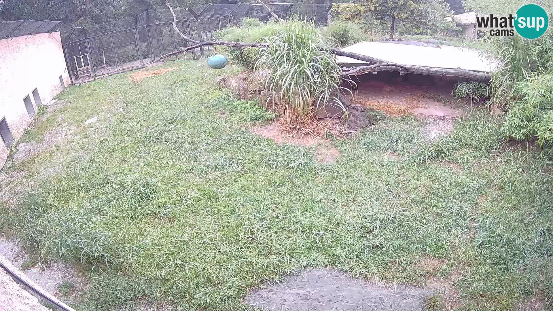 LEVI spletna kamera v živalskem vrtu Ljubljana Zoo