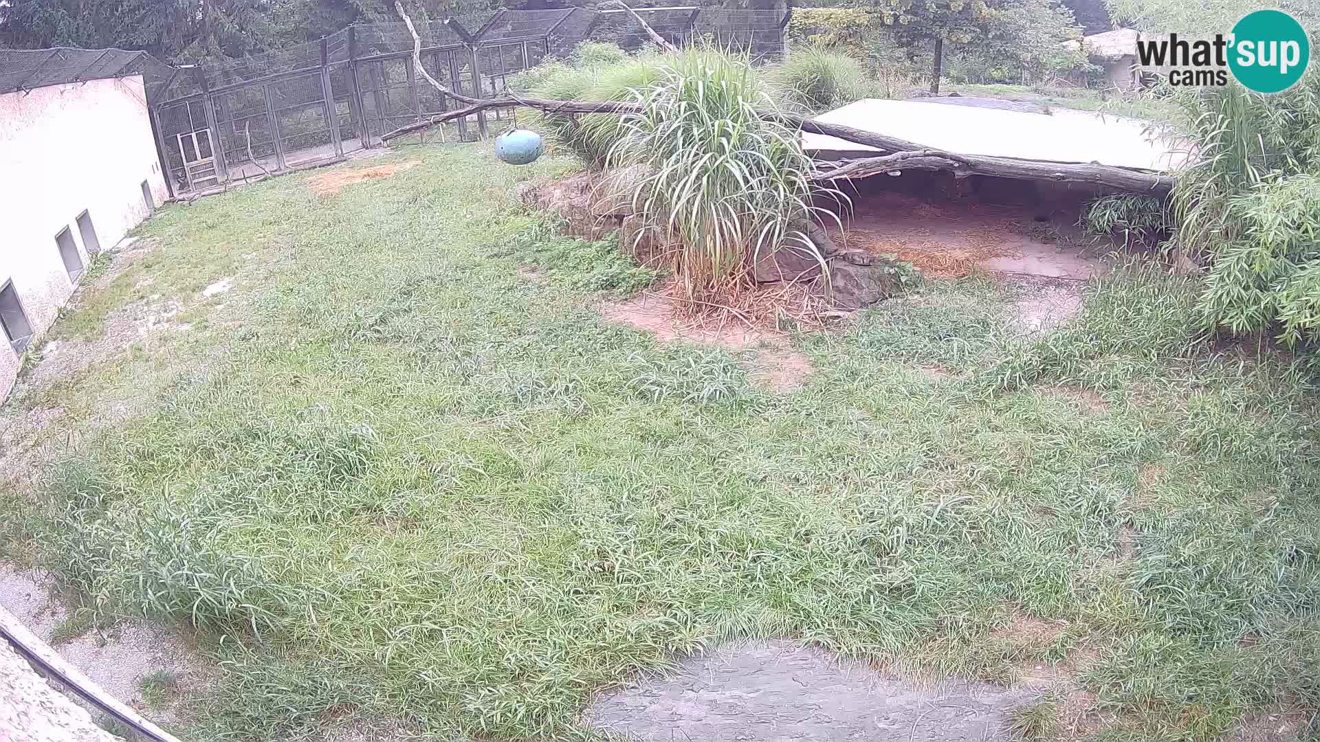 LEONE live Webcam nello zoo di Lubiana – Slovenia