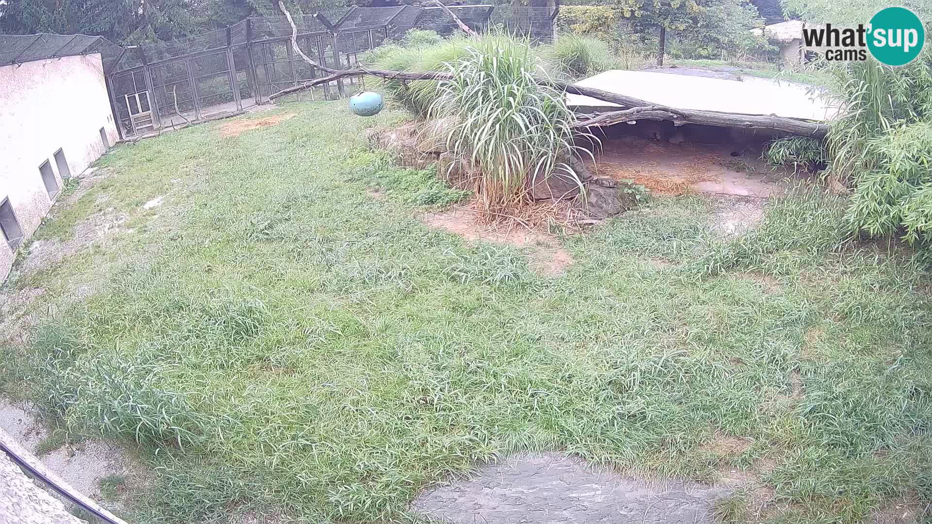 LEONE live Webcam nello zoo di Lubiana – Slovenia