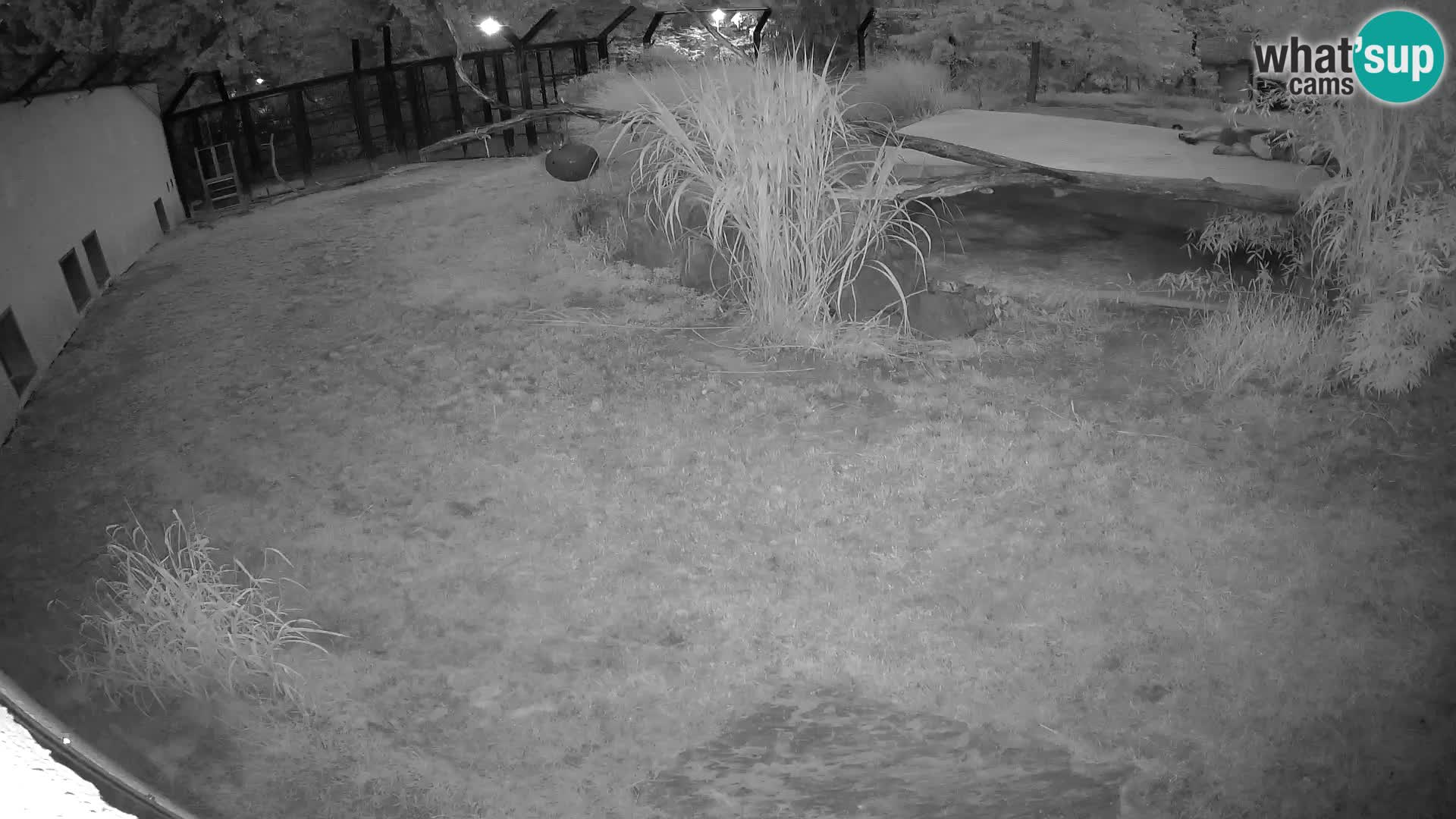 Löwe live Webcam im Zoo von Ljubljana – Slowenien