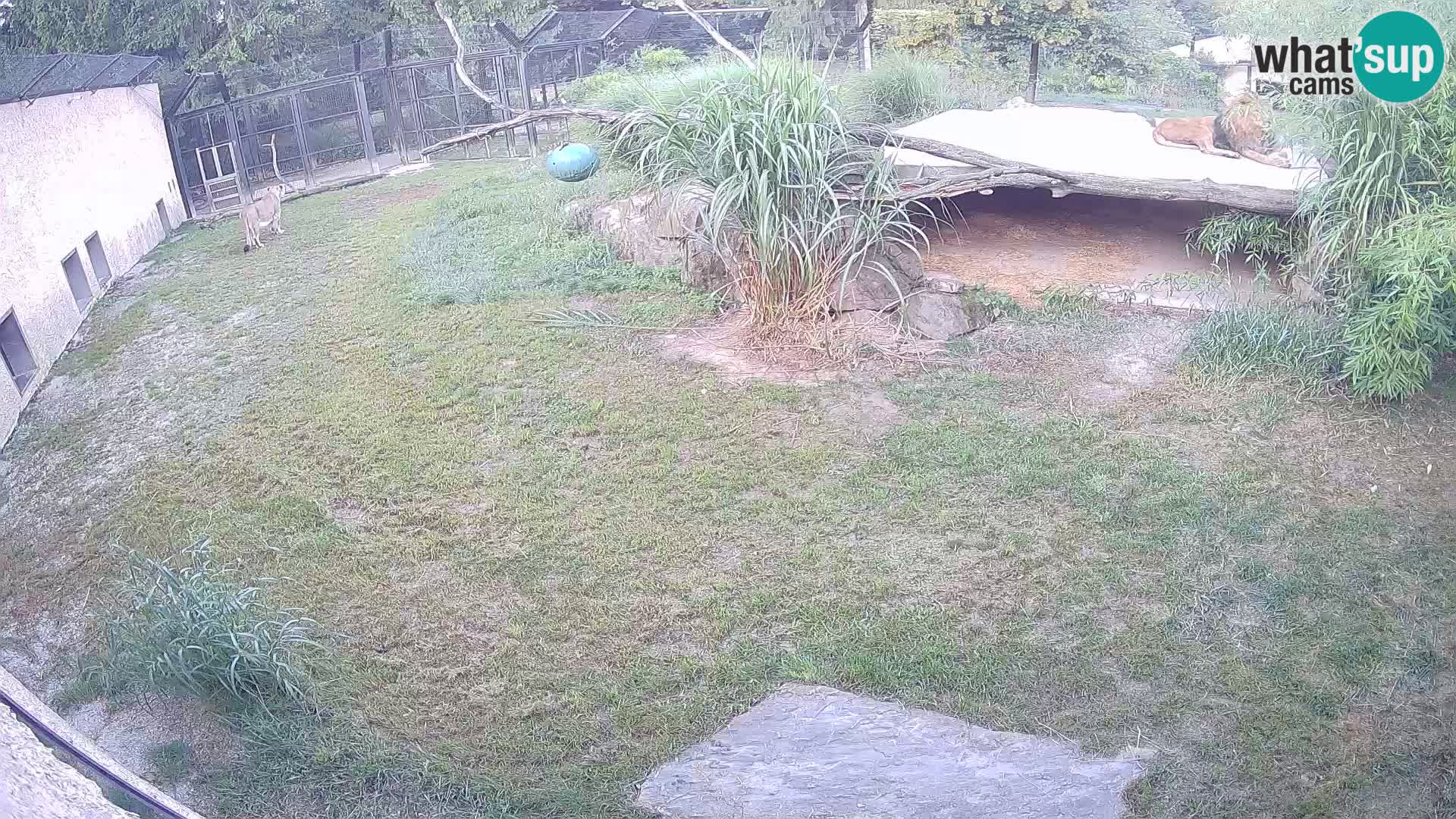 LION live Webcam in Ljubljana Zoo – Slovenia