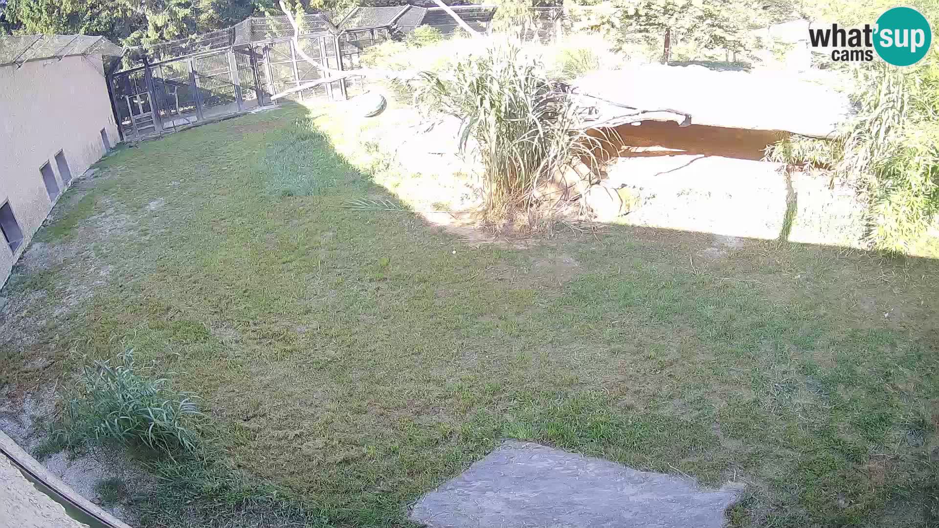Löwe live Webcam im Zoo von Ljubljana – Slowenien