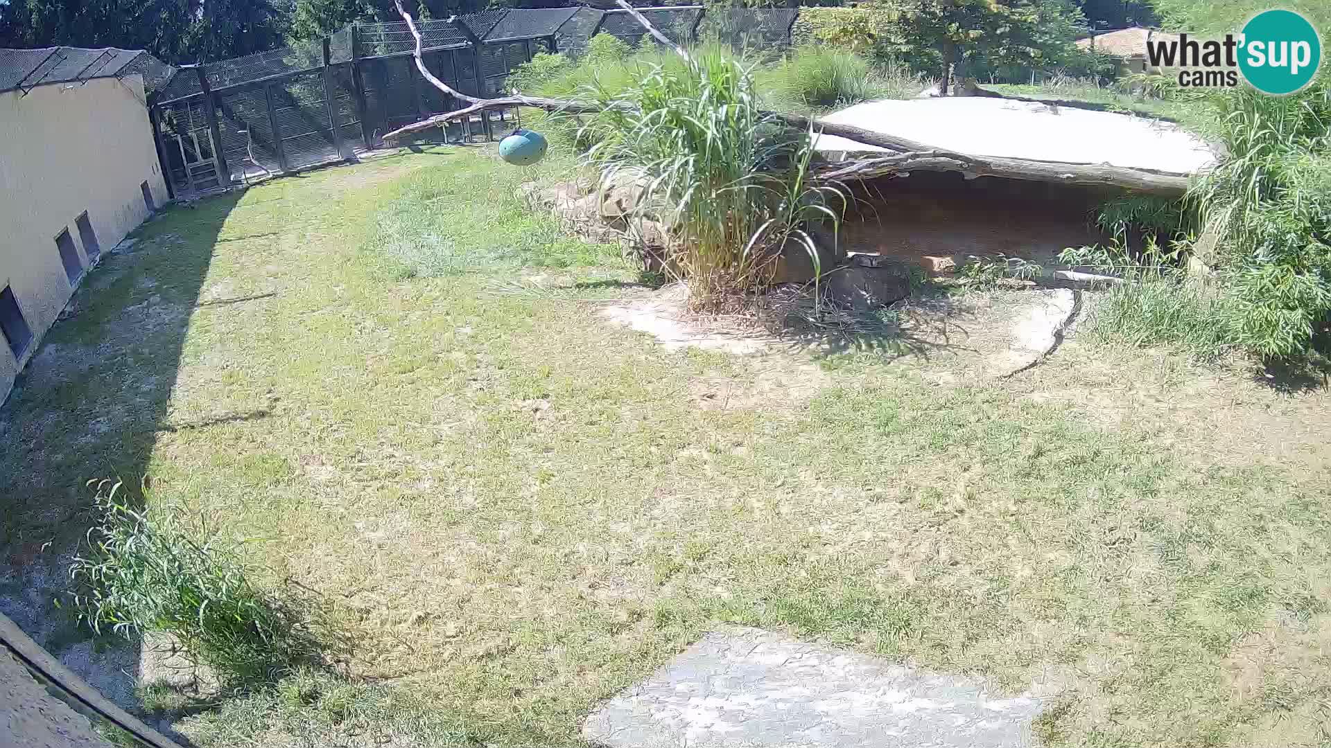 LION live Webcam in Ljubljana Zoo – Slovenia