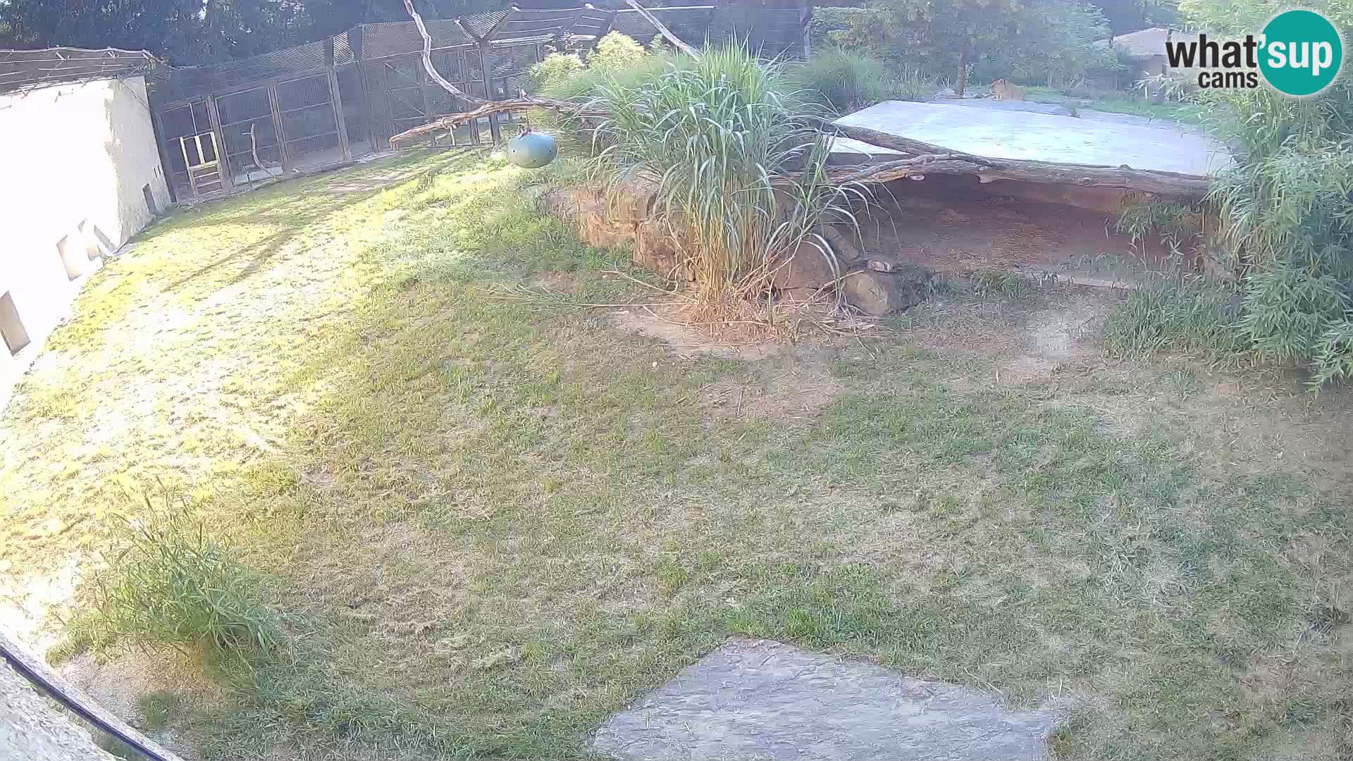 LEONE live Webcam nello zoo di Lubiana – Slovenia