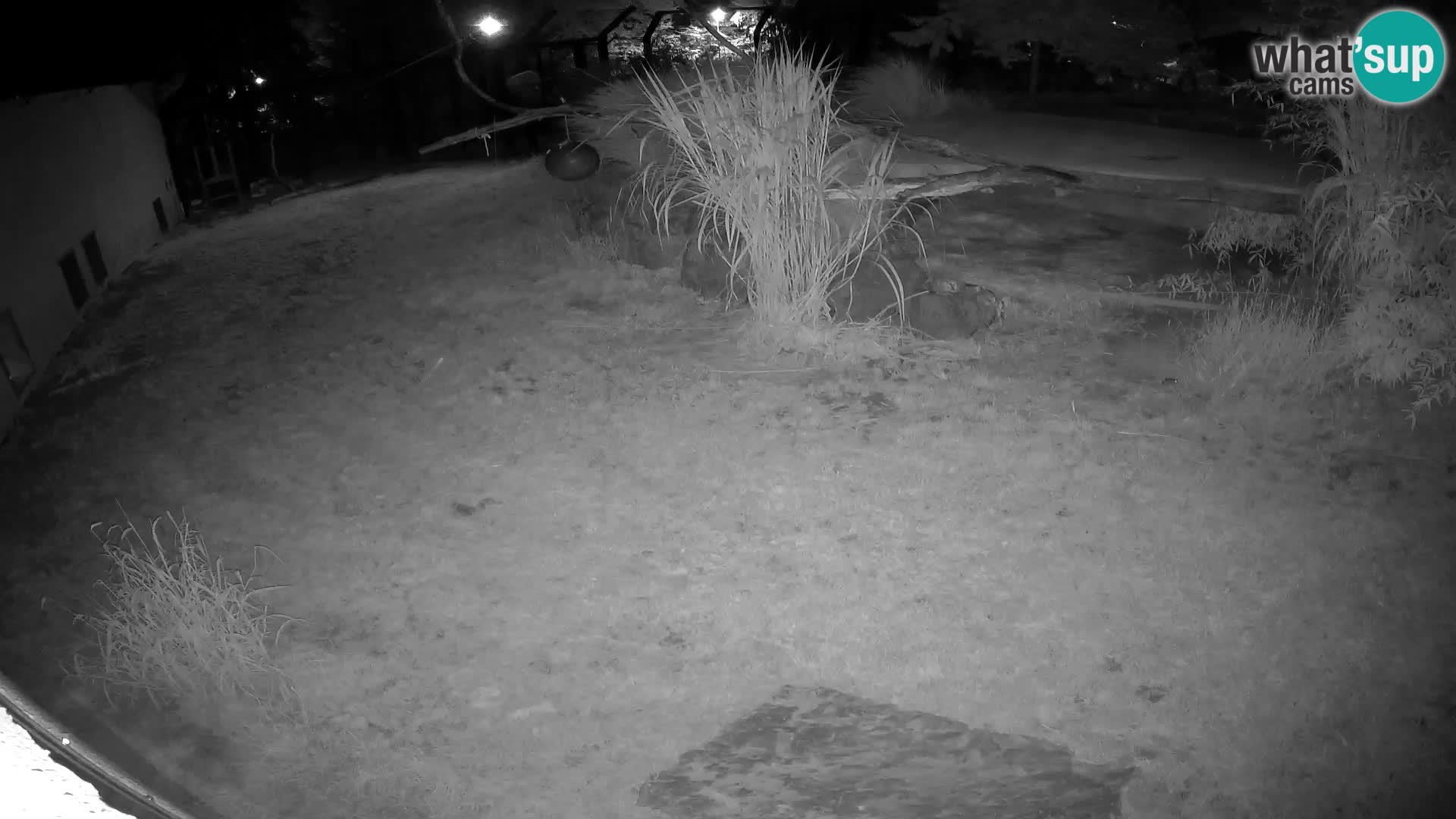 LEONE live Webcam nello zoo di Lubiana – Slovenia