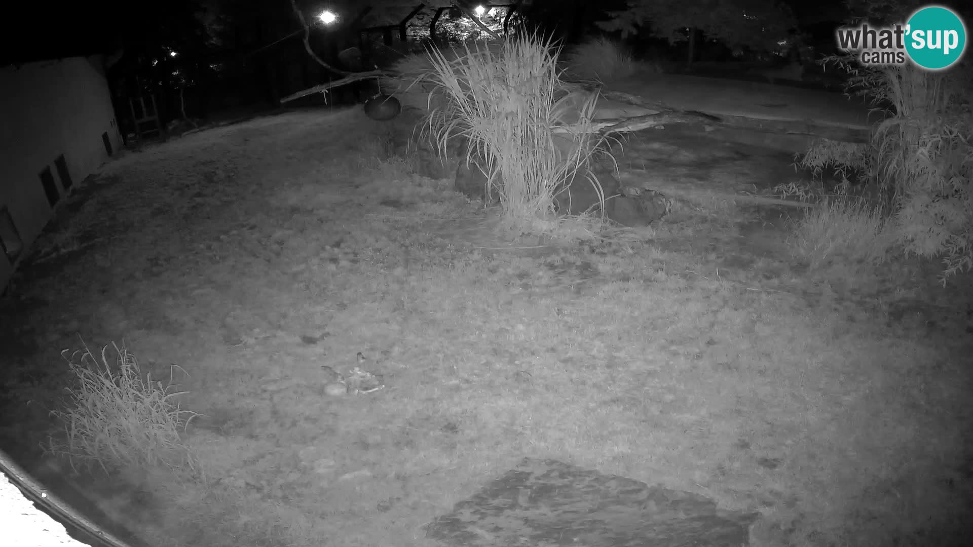 Löwe live Webcam im Zoo von Ljubljana – Slowenien