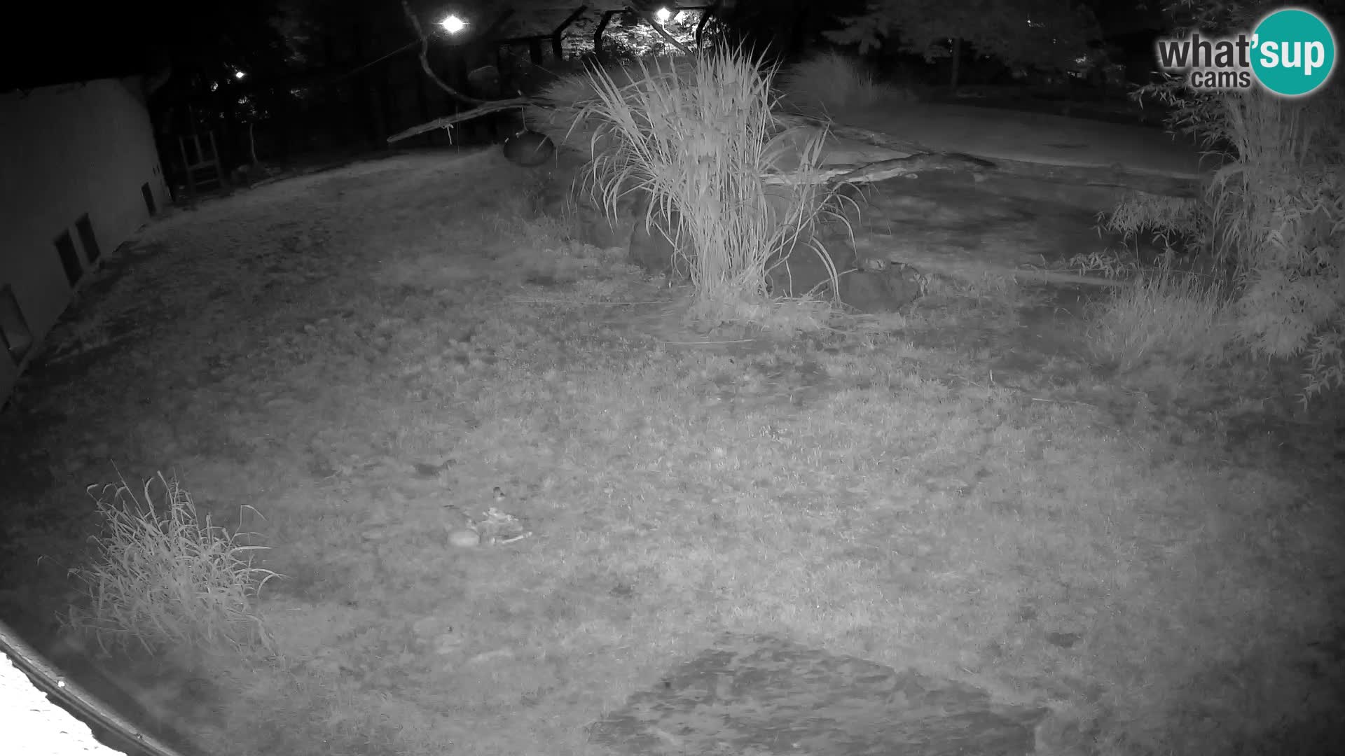 LION webcam en direct du zoo de Ljubljana – Slovénie