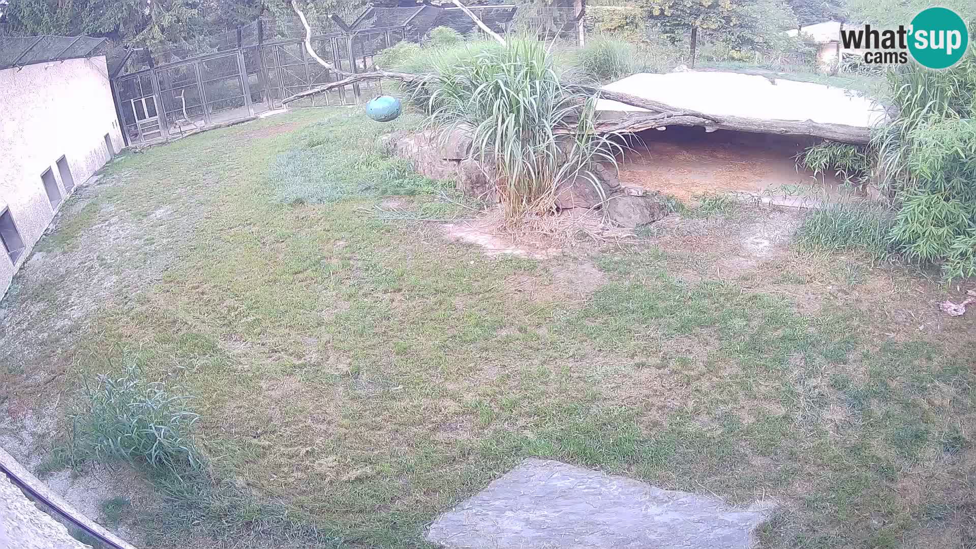 LEVI spletna kamera v živalskem vrtu Ljubljana Zoo