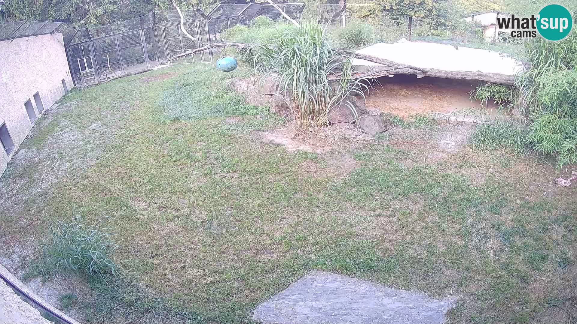 LEVI spletna kamera v živalskem vrtu Ljubljana Zoo